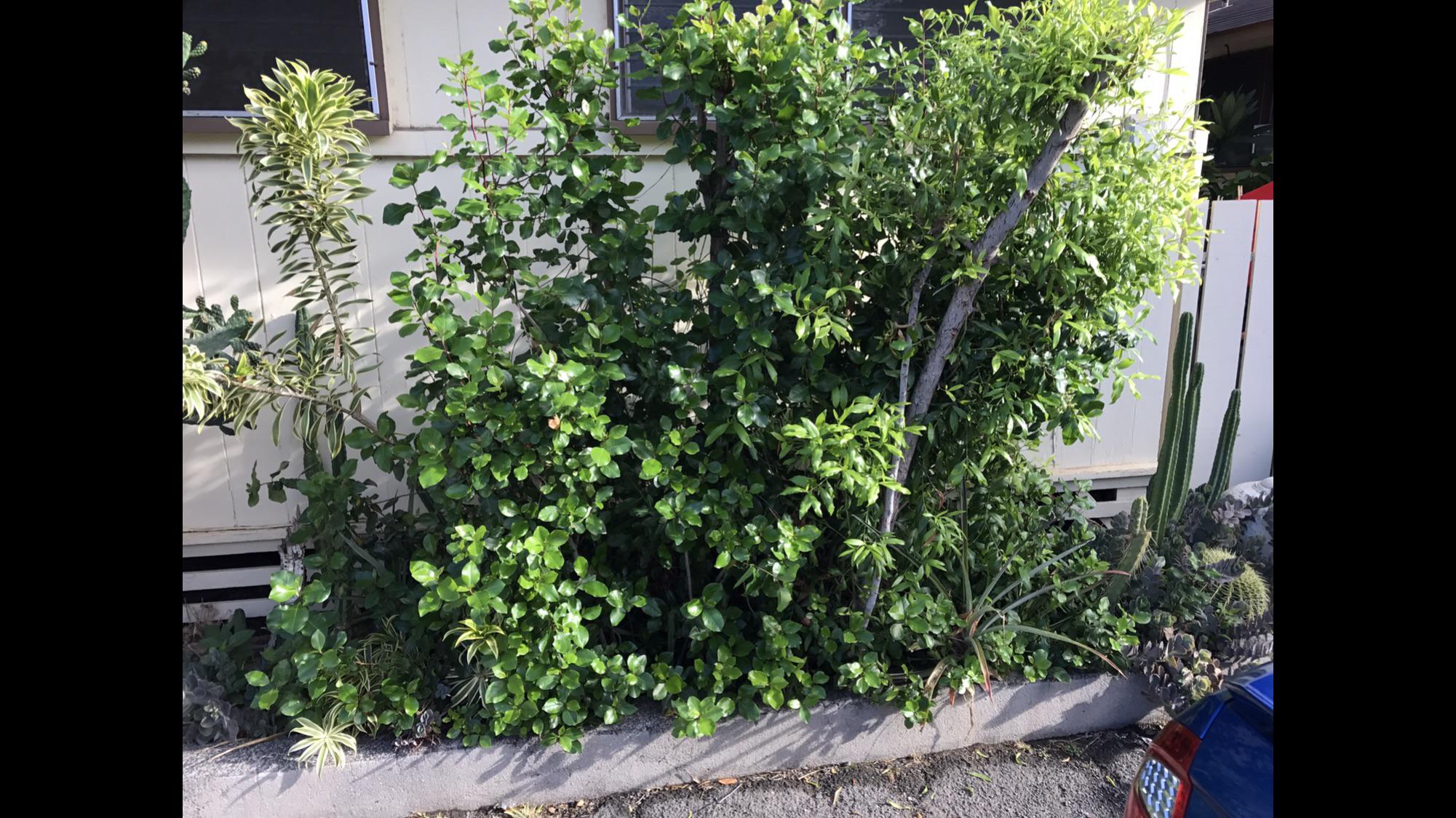 My Catha edulis (Khat) growing in 18” hole I pickaxed out of the