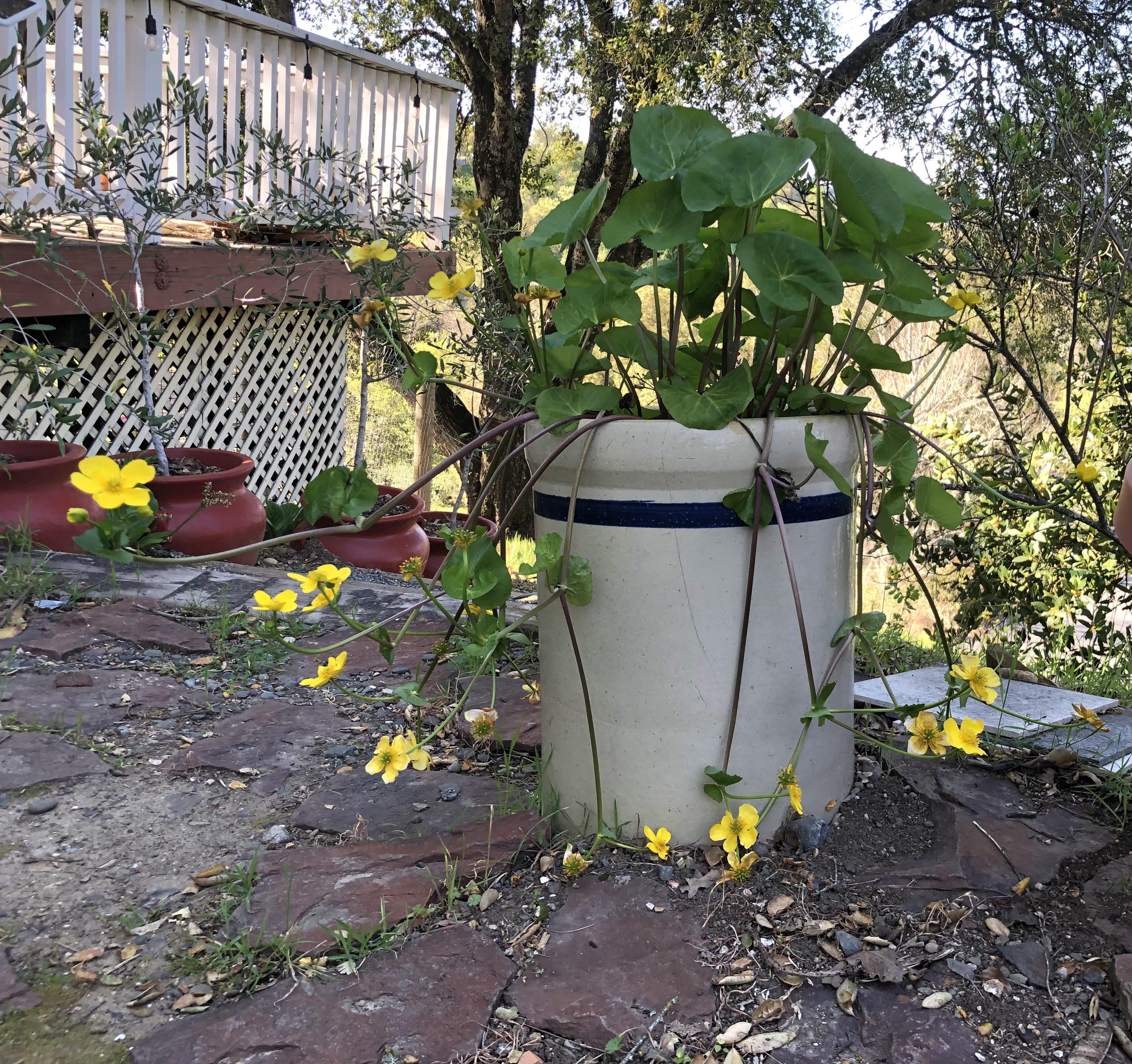 41 Hilarious Marsh Marigold Puns Punstoppable 🛑