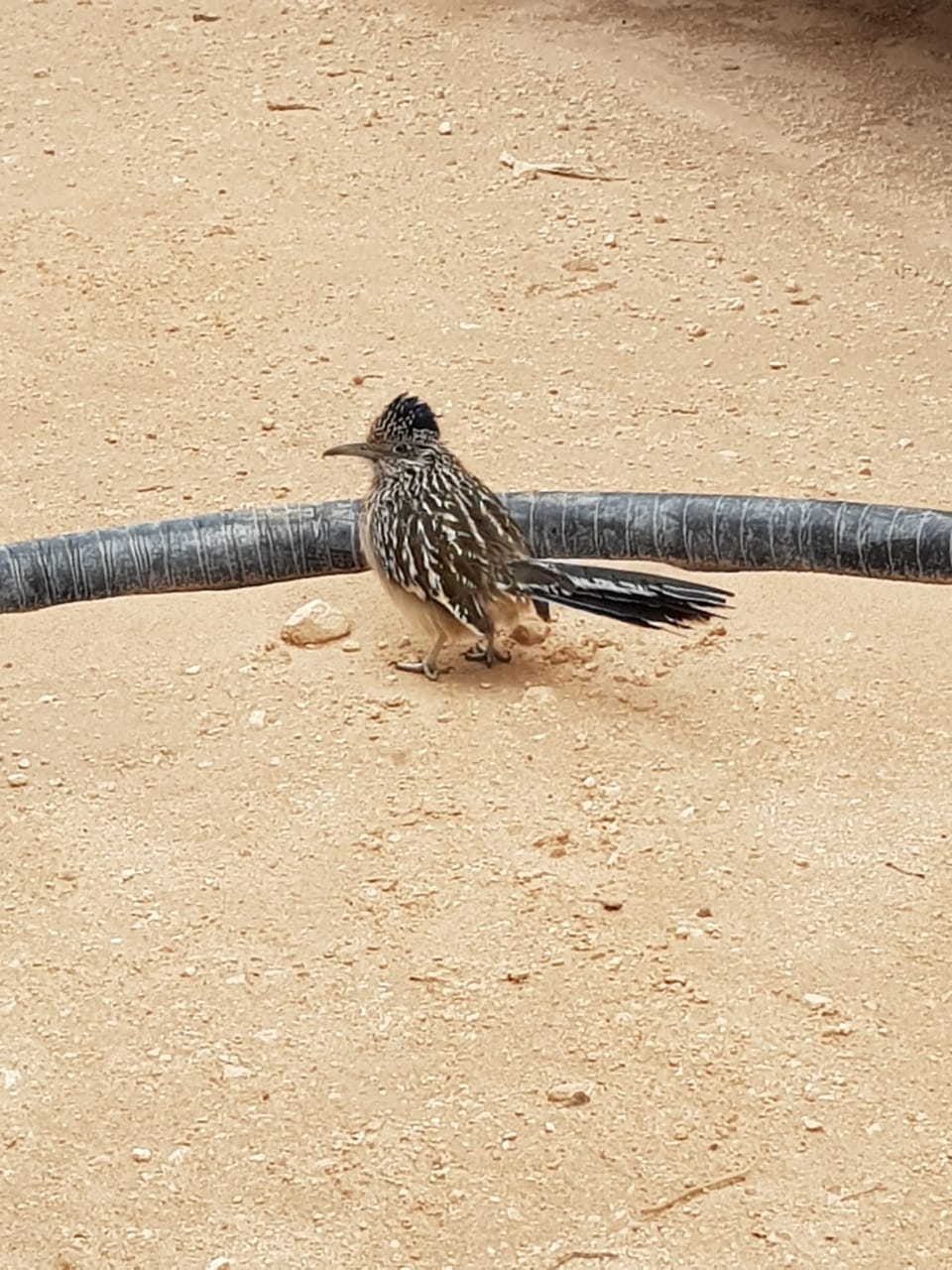 Near Carlsbad, New Mexico whatsthisbird