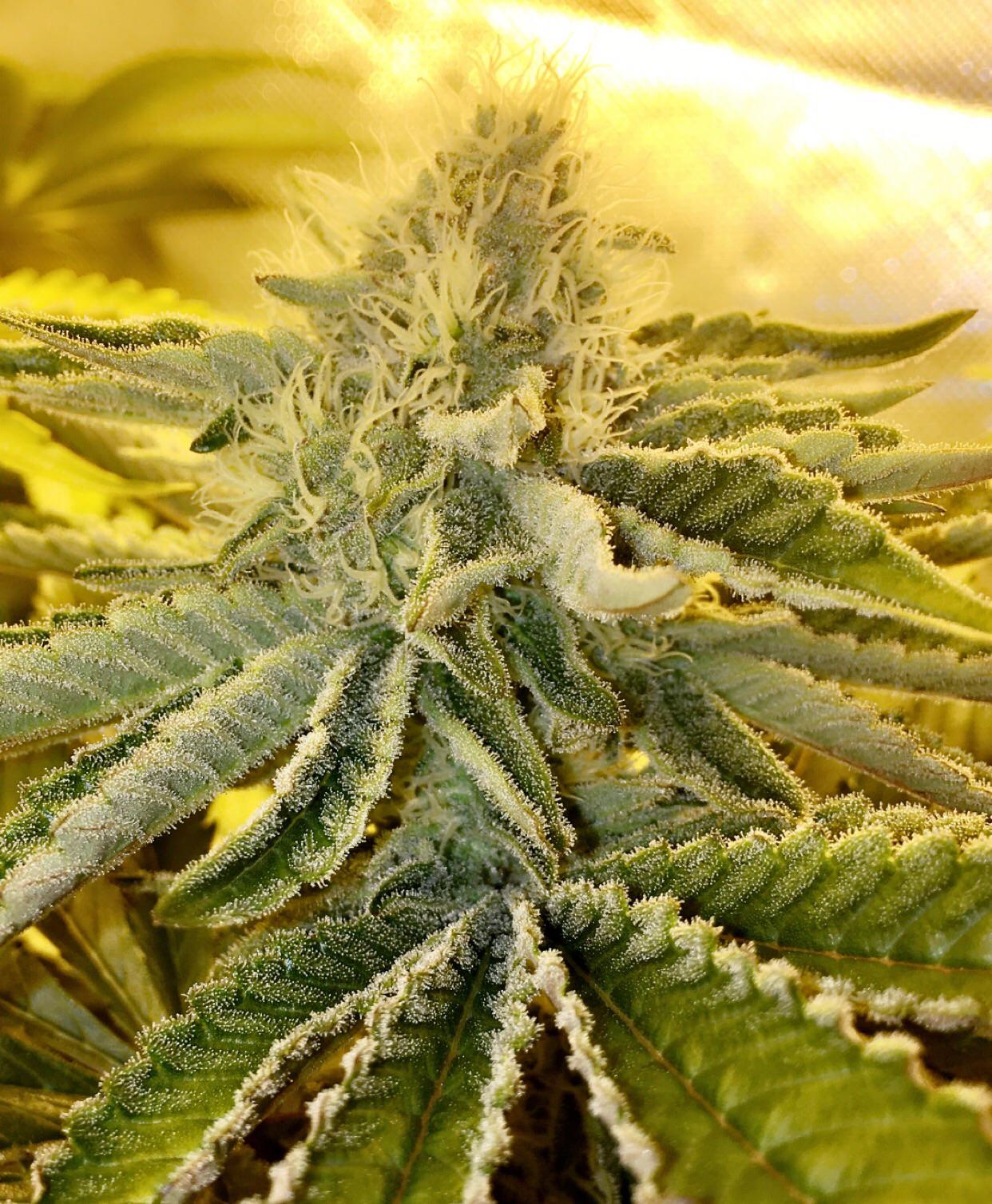 ETHOS Mandarin Cookies V3 x Cotton Candy Cookies V1 Day 23 r/microgrowery