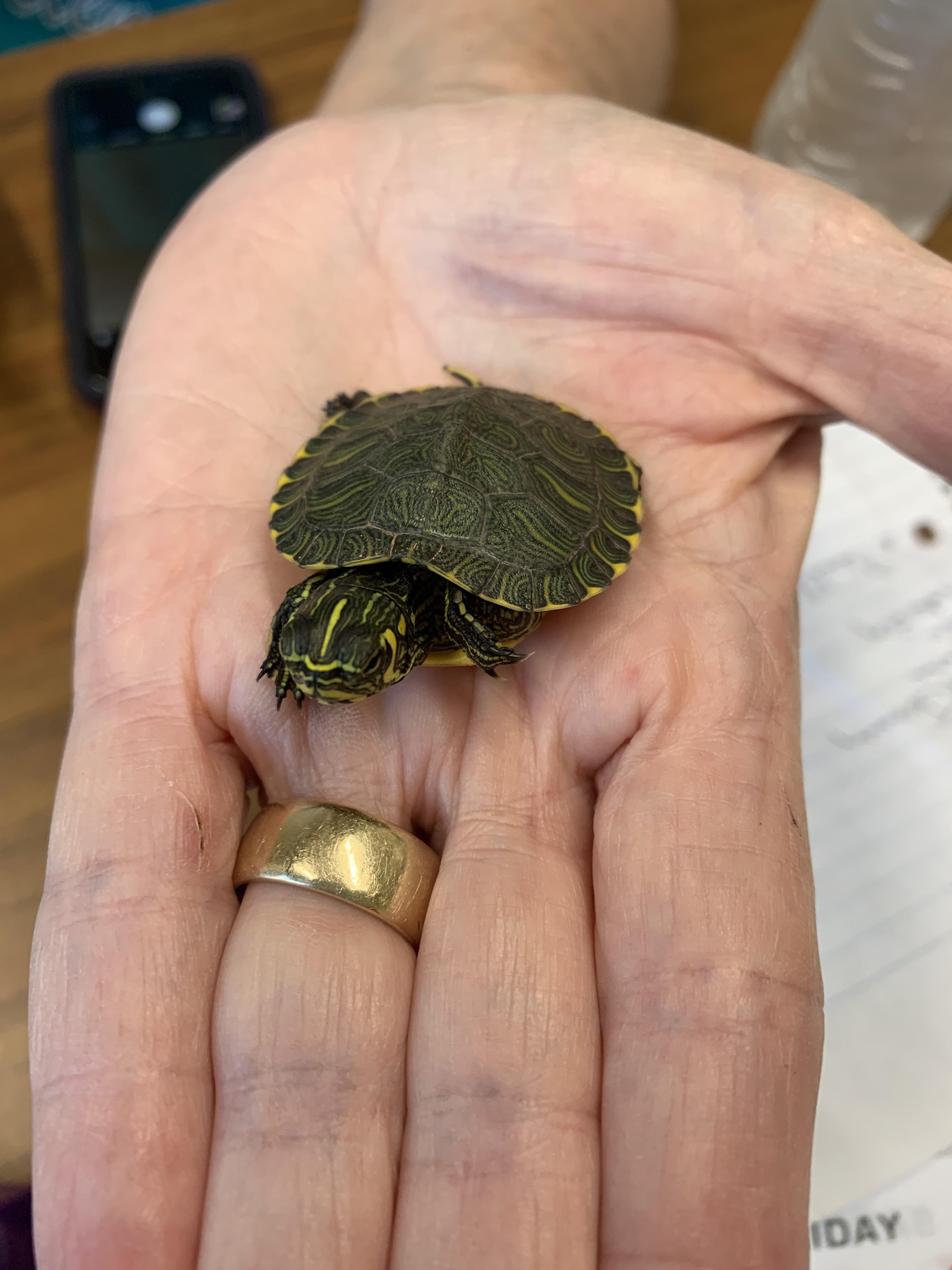 Meet Little Percy, a yellow bellied slider rescued from a pool. He’s