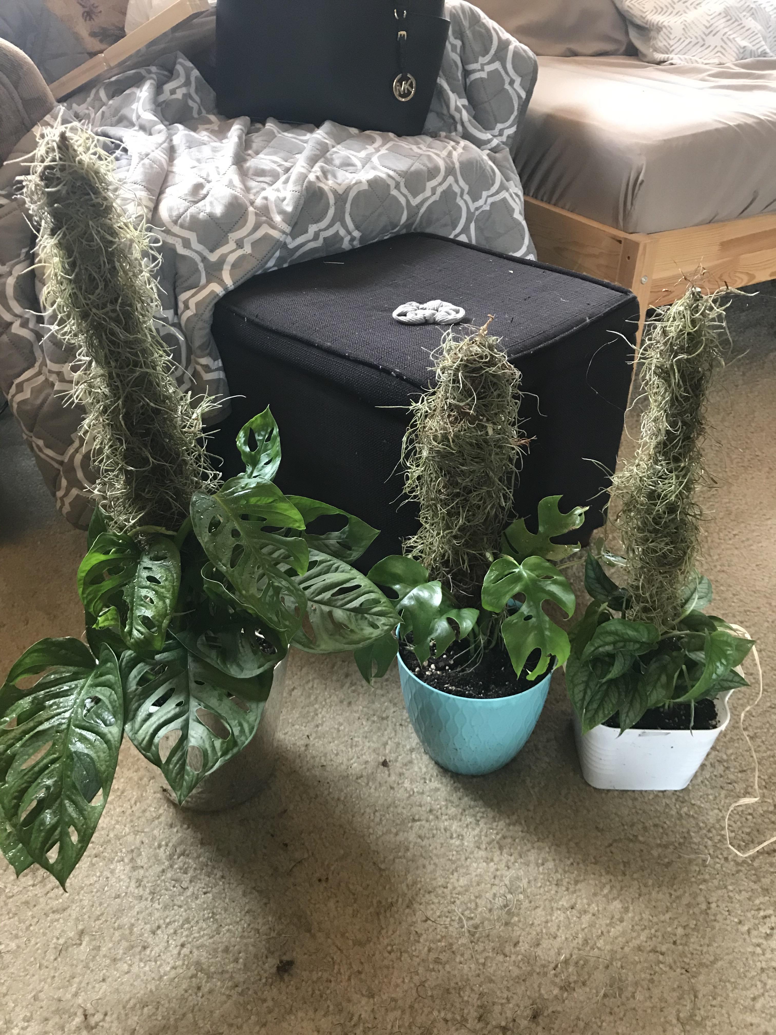 Tried making some moss poles! Used some sphagnum moss with live Spanish