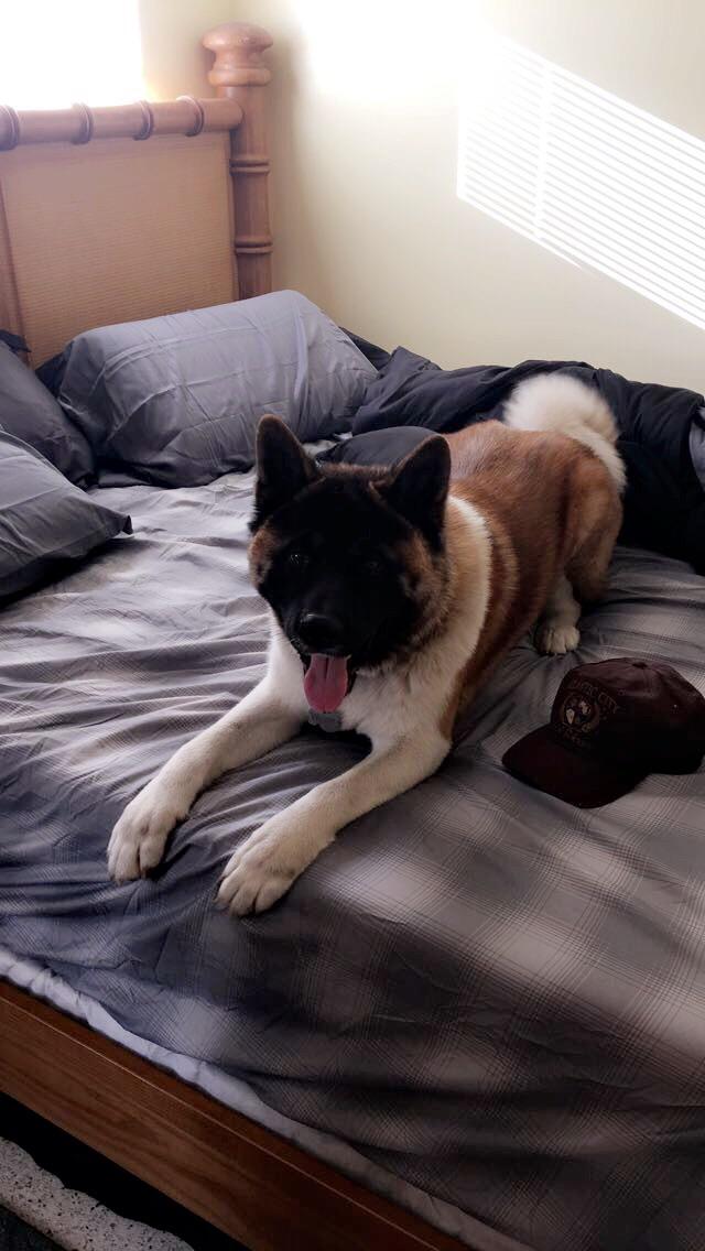 Takes up the whole king sized bed lol r/akita