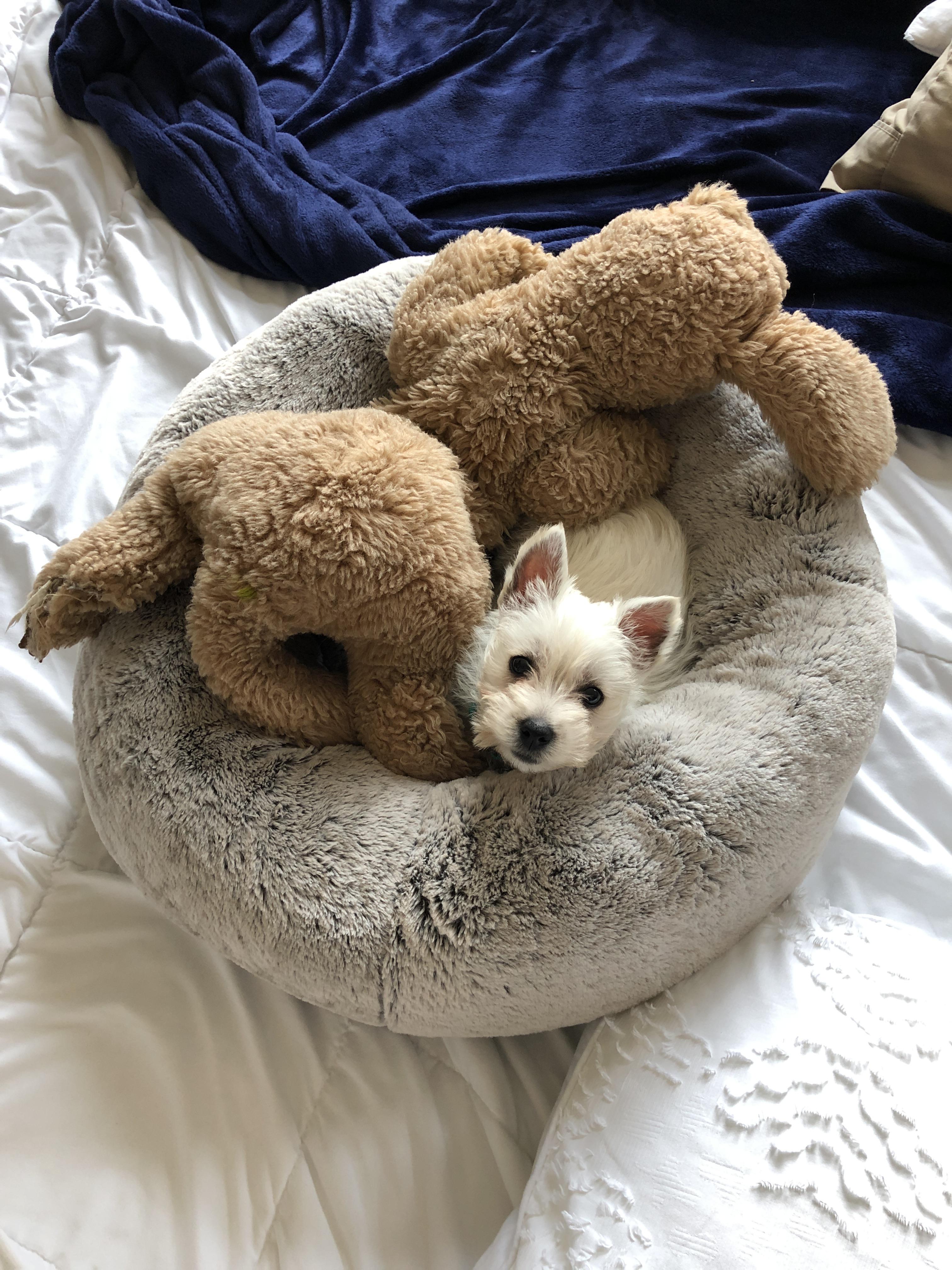 Ok Westie lovers! I’m new to the puppy life, spill your best training