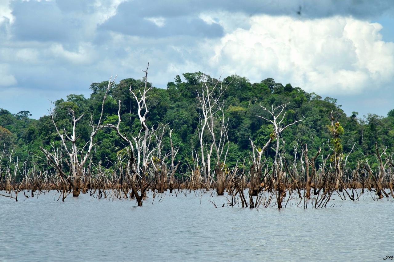 Lac de Petit Saut, Guyane française, France [1280x853] r/lakeporn