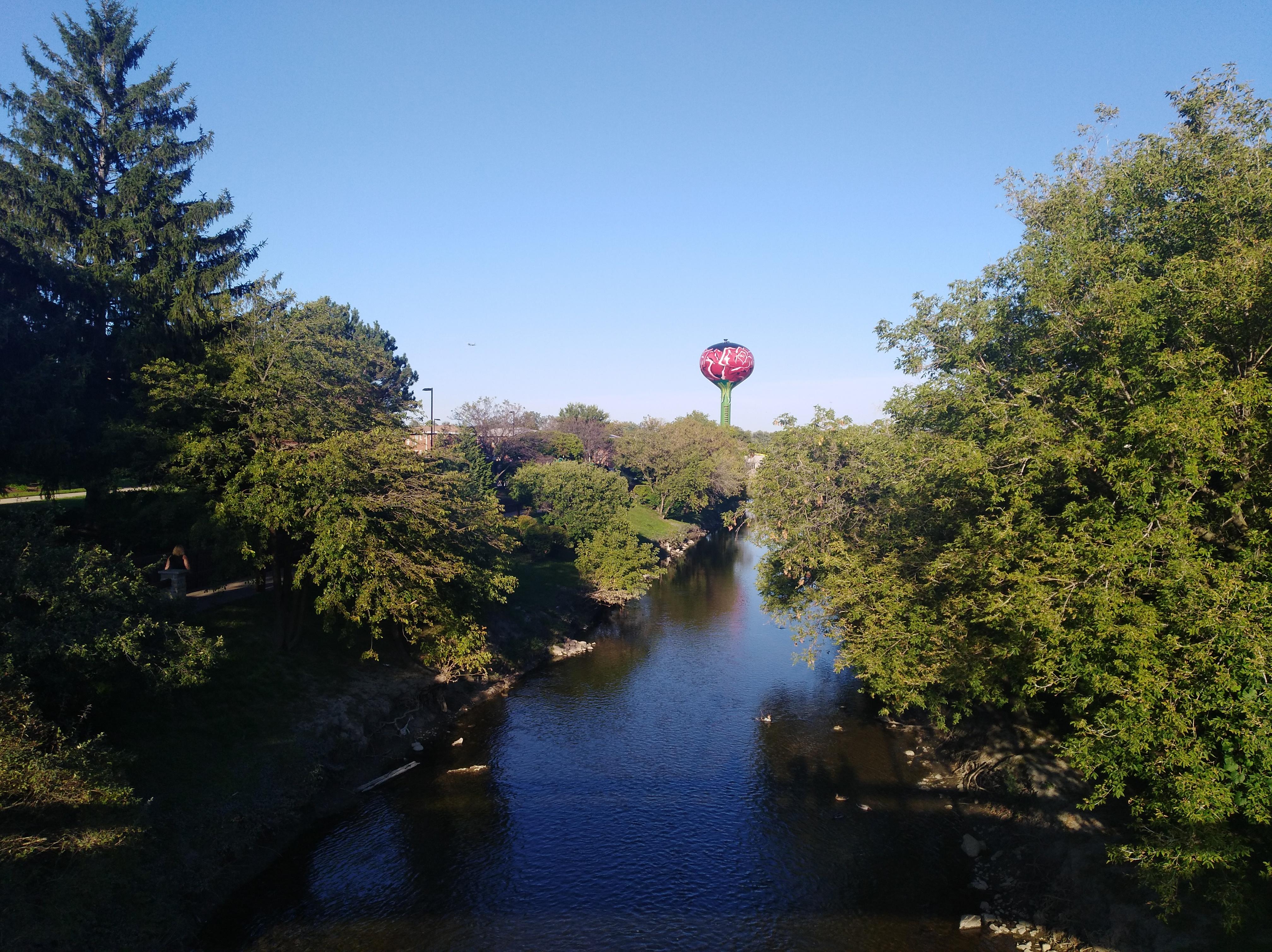 Big Rose in the forest, Rosemont area r/chicago