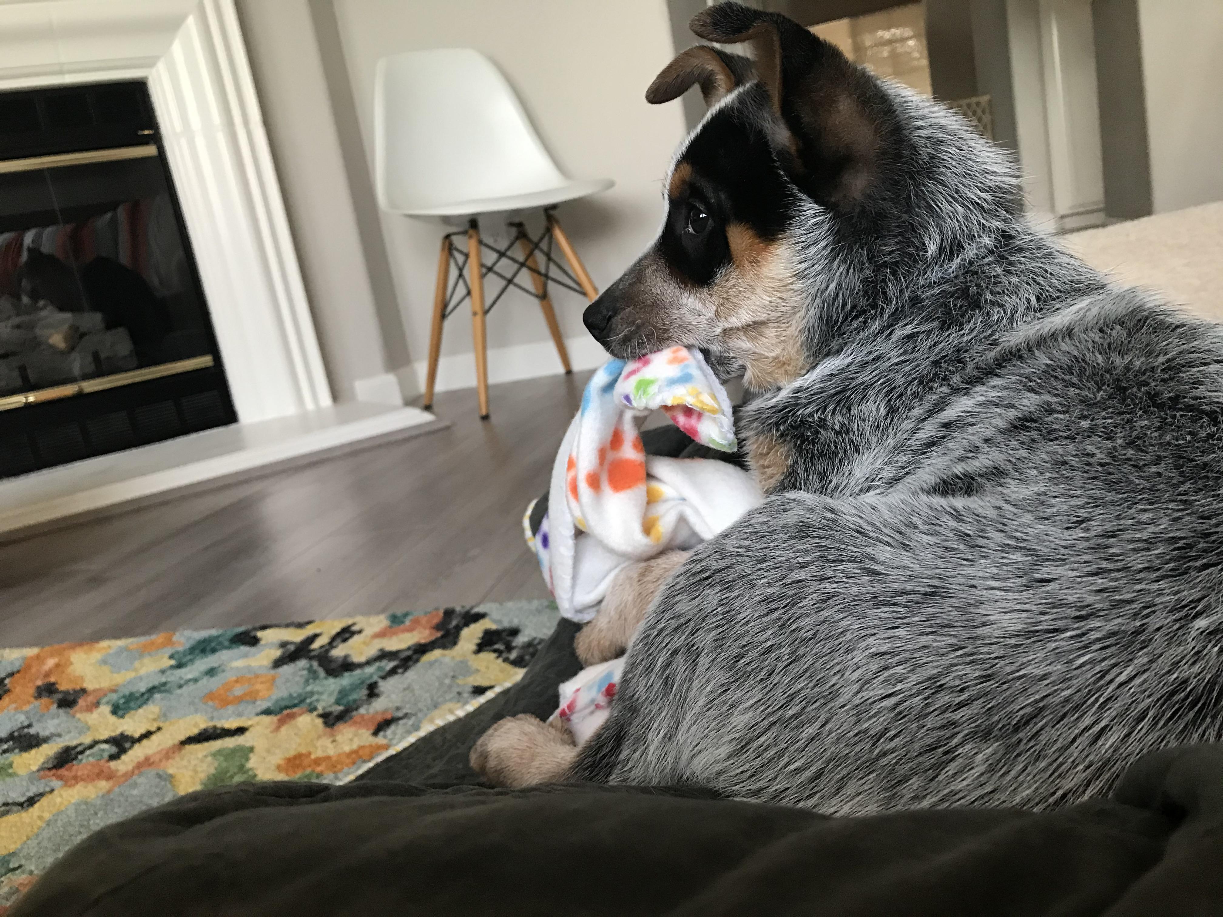 Blanket was from her mom when she was still with the litter . Lily still loves her blanket. r