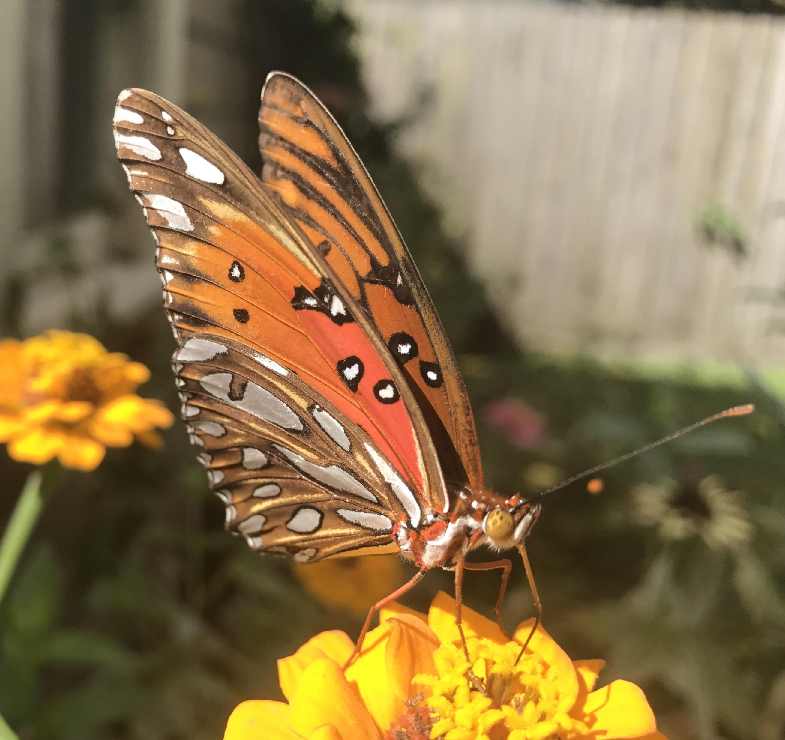 Another SE Texas butterfly. Not a monarch or a viceroy or a queen. What