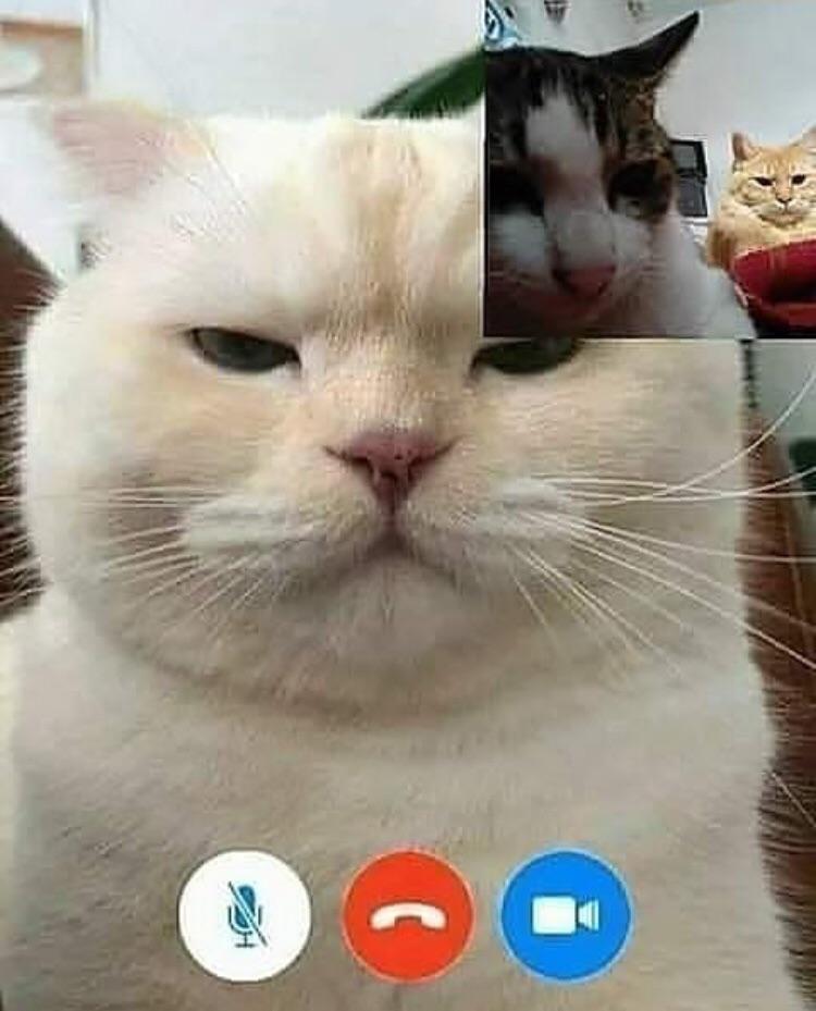 When you are video calling your dad r/cats