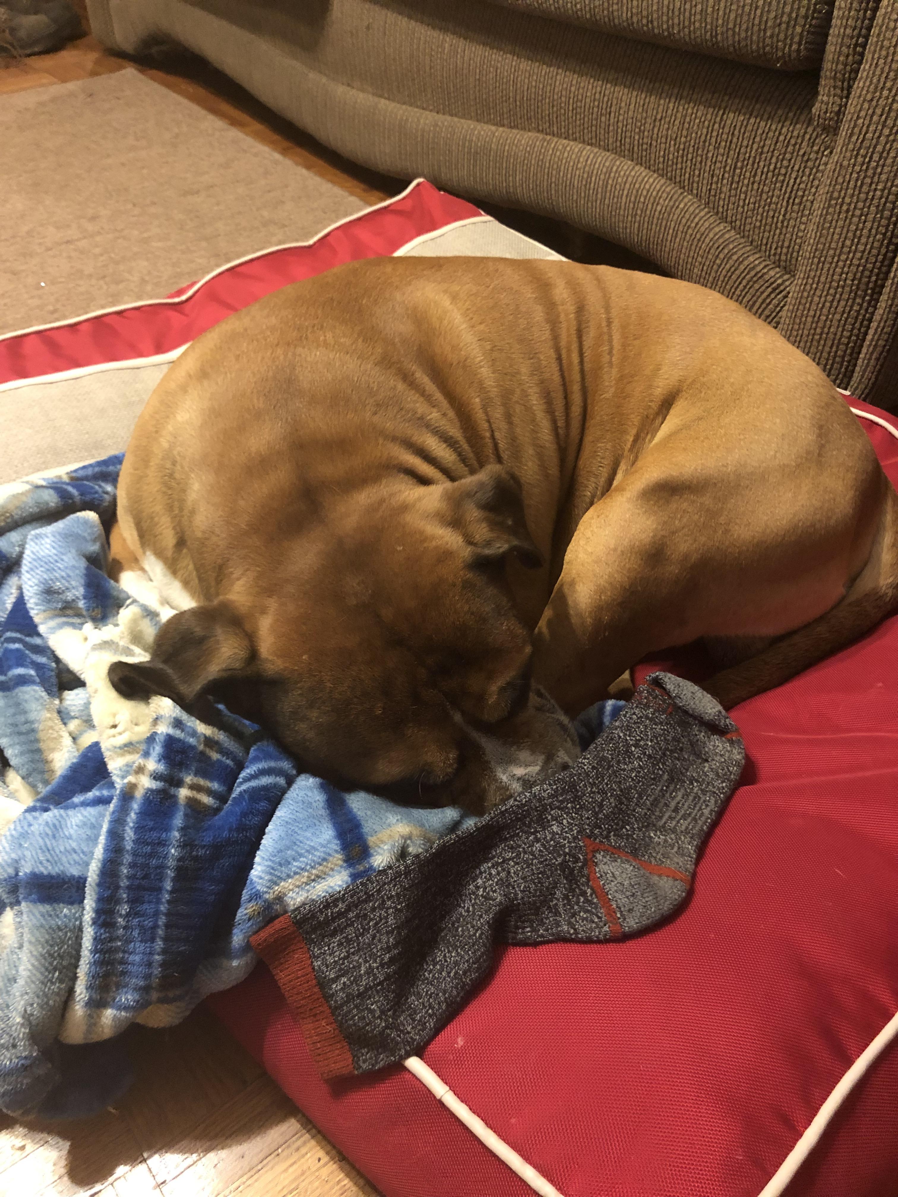 I think my dog misses me while I’m at work. He’s started stealing one