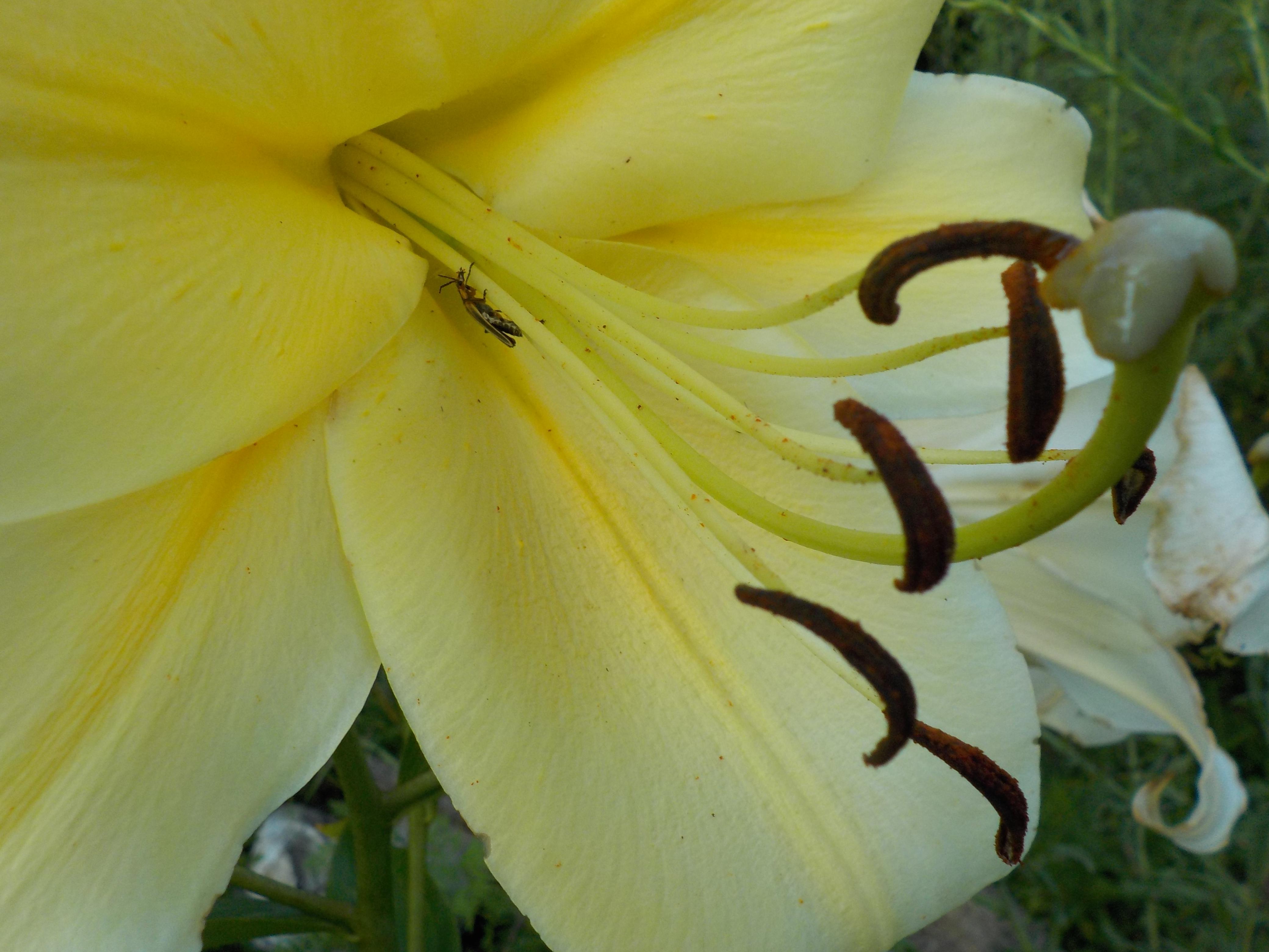 My Giant Lily, smells sooo good. r/gardening