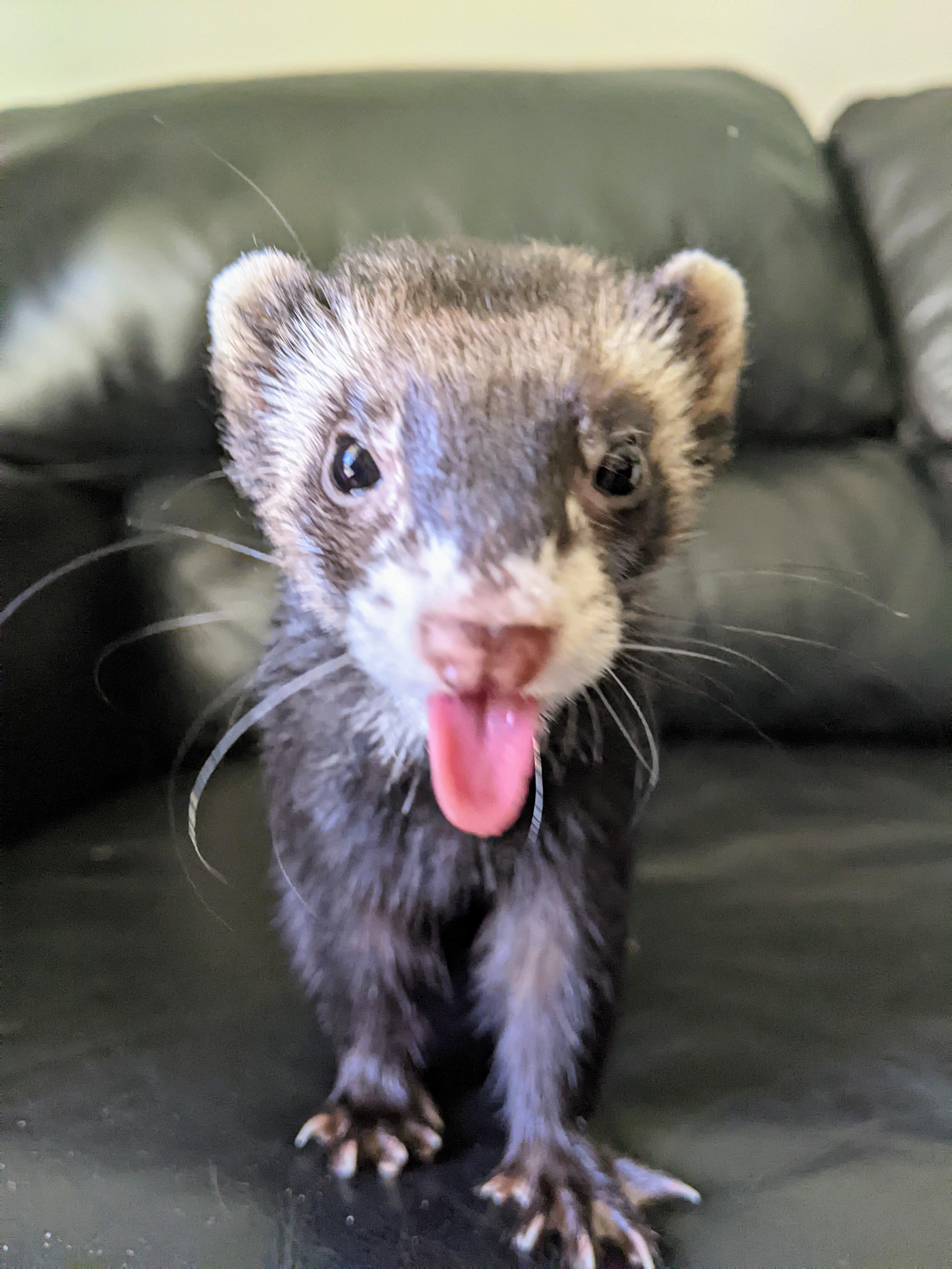 says, "Happy Tongue out Tuesday!" ferrets