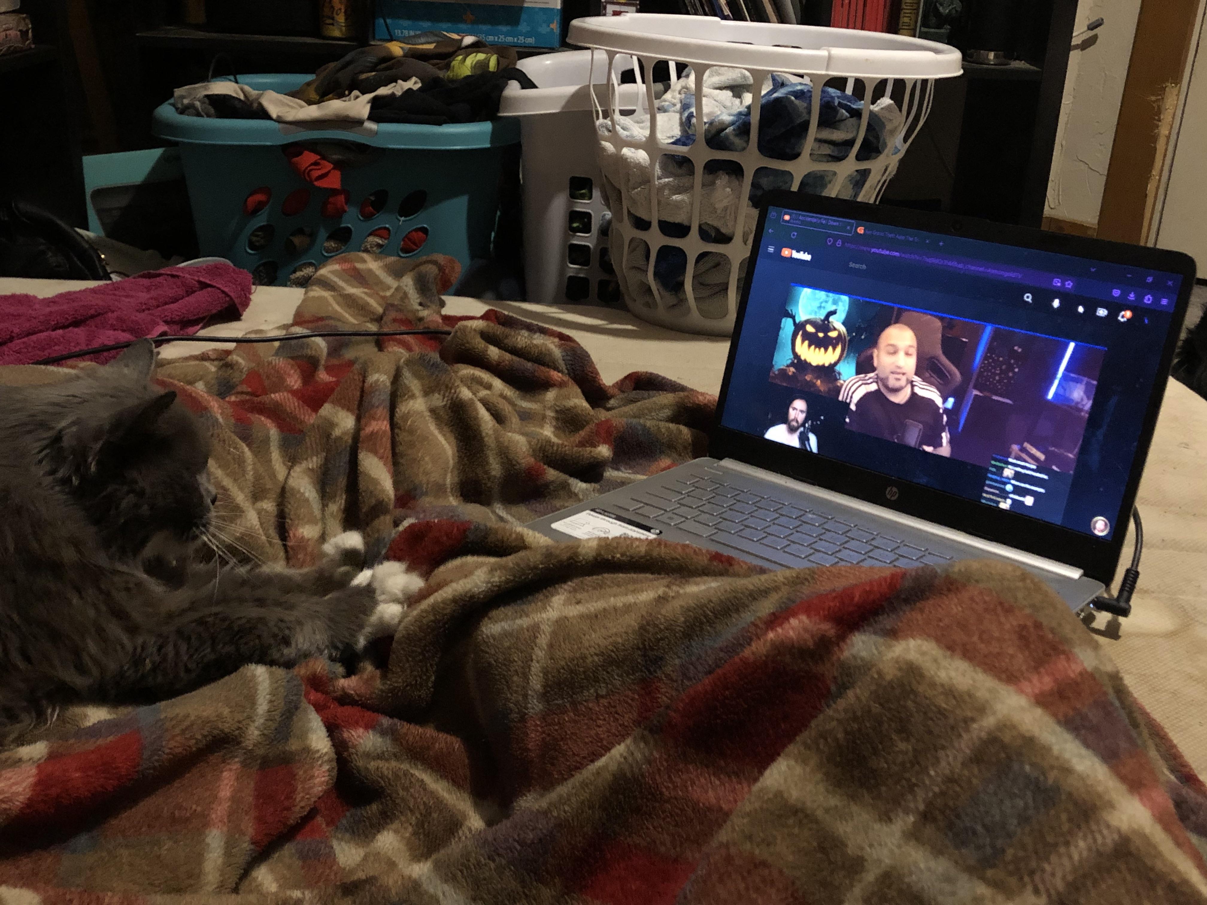 my cat watches asmongold r/Asmongold