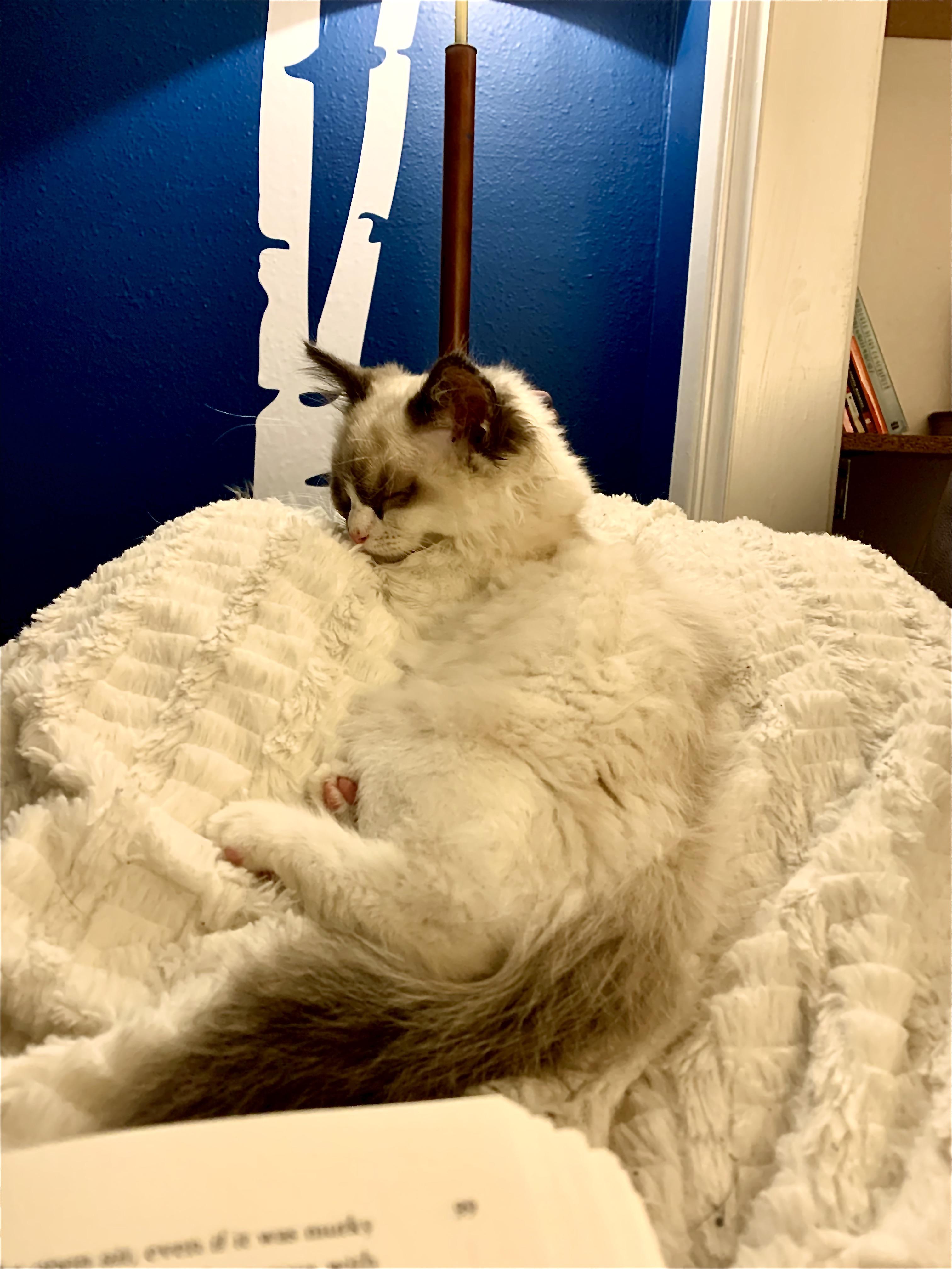 Finally a cat that will cuddle with me while I read! Ragdolls are the