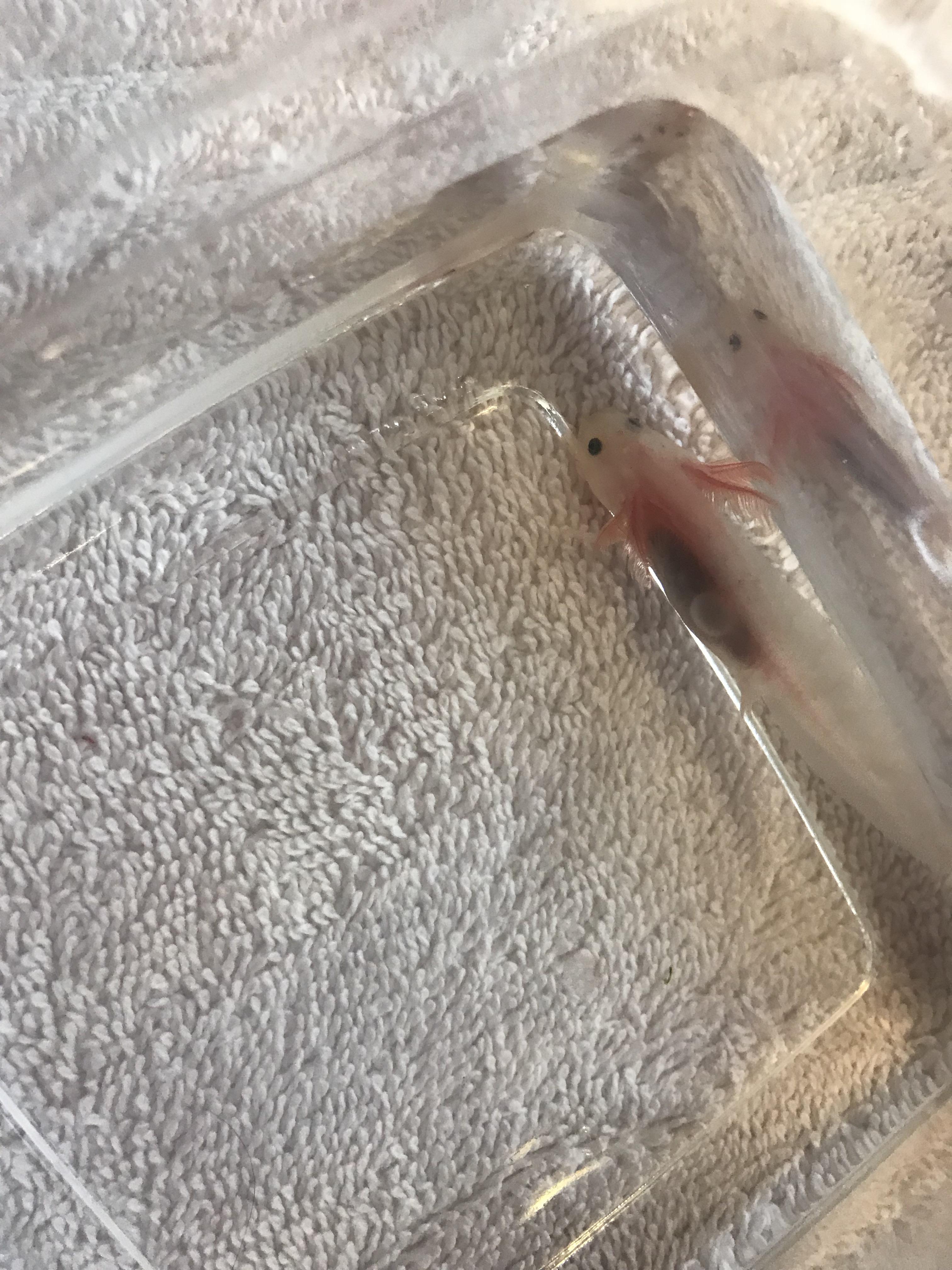 Air Bubbles In My Stomach Captions Blog