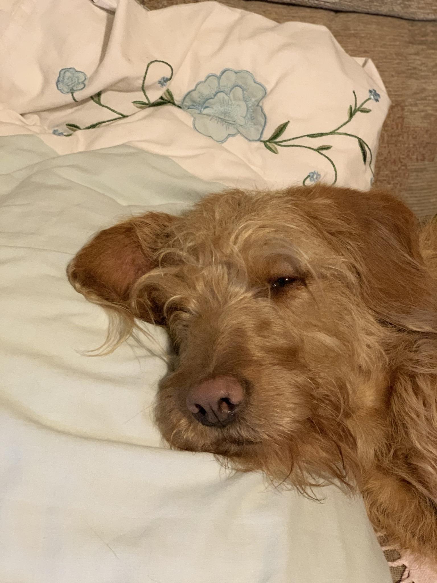 Sleepy doggo, she likes to use me as a pillow but if I have to move I