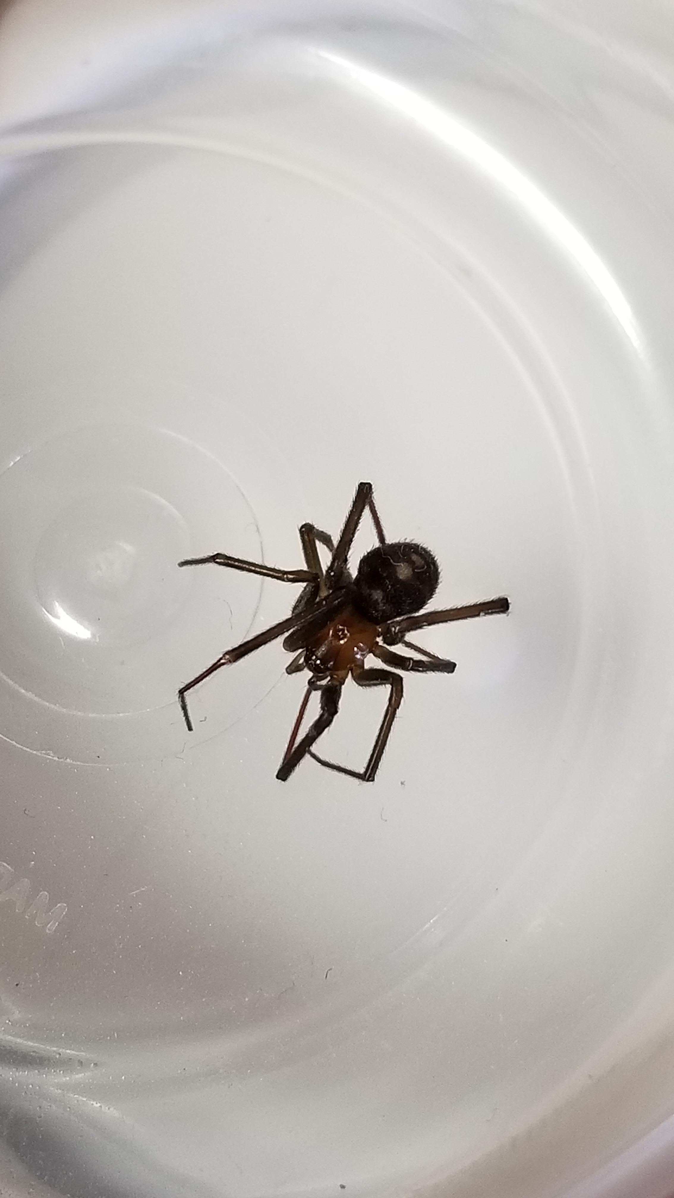Can anyone identify this spider I found in my bed? Poisonous? Very much