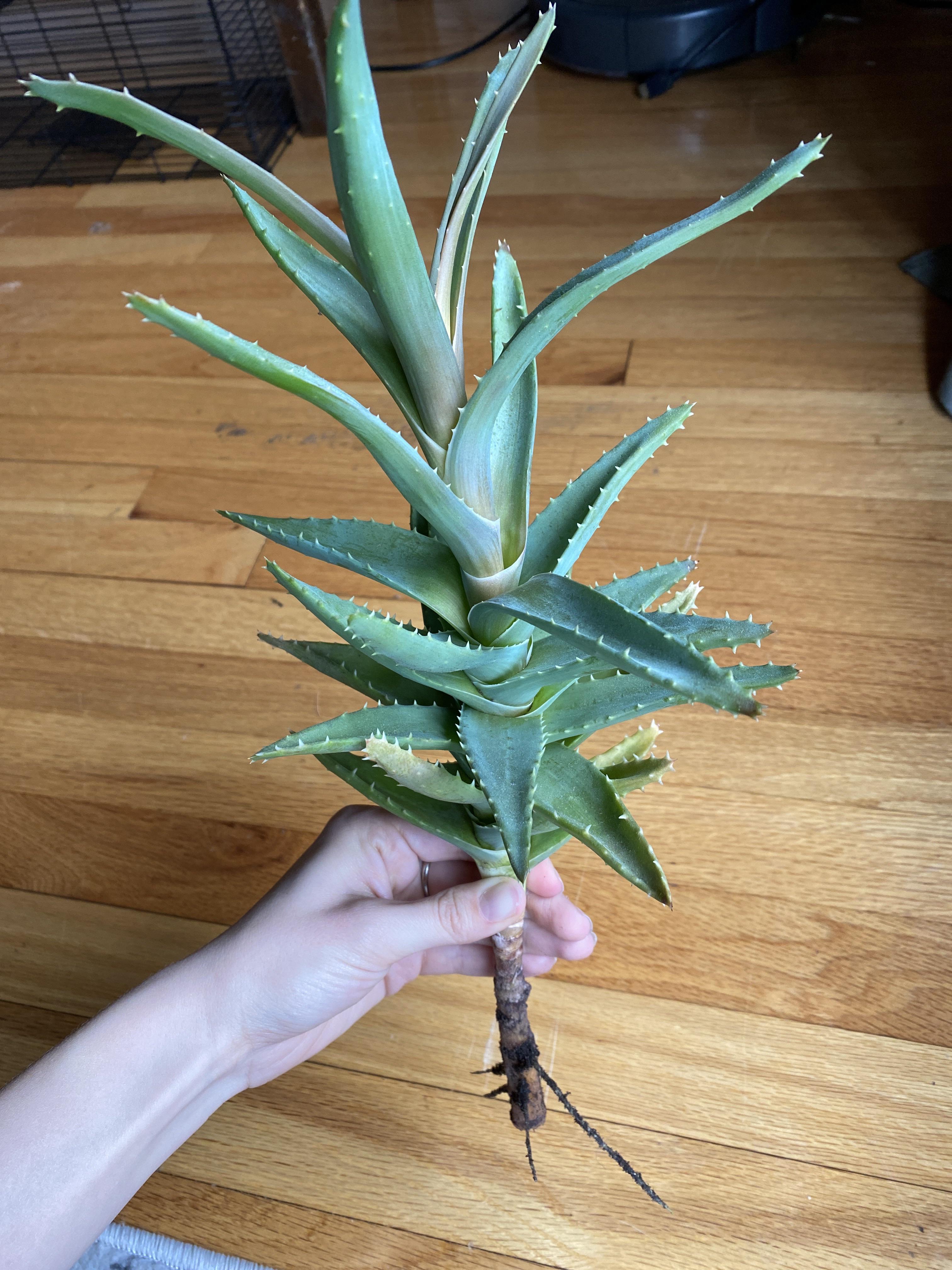Dying Aloe Plant. My aloe had a section of rotted roots, that I removed