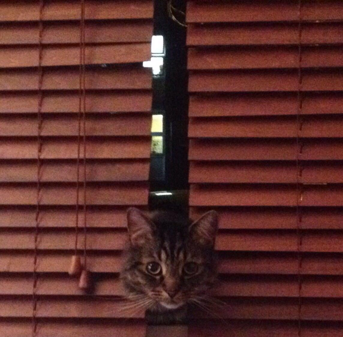 Blinds. r/cats
