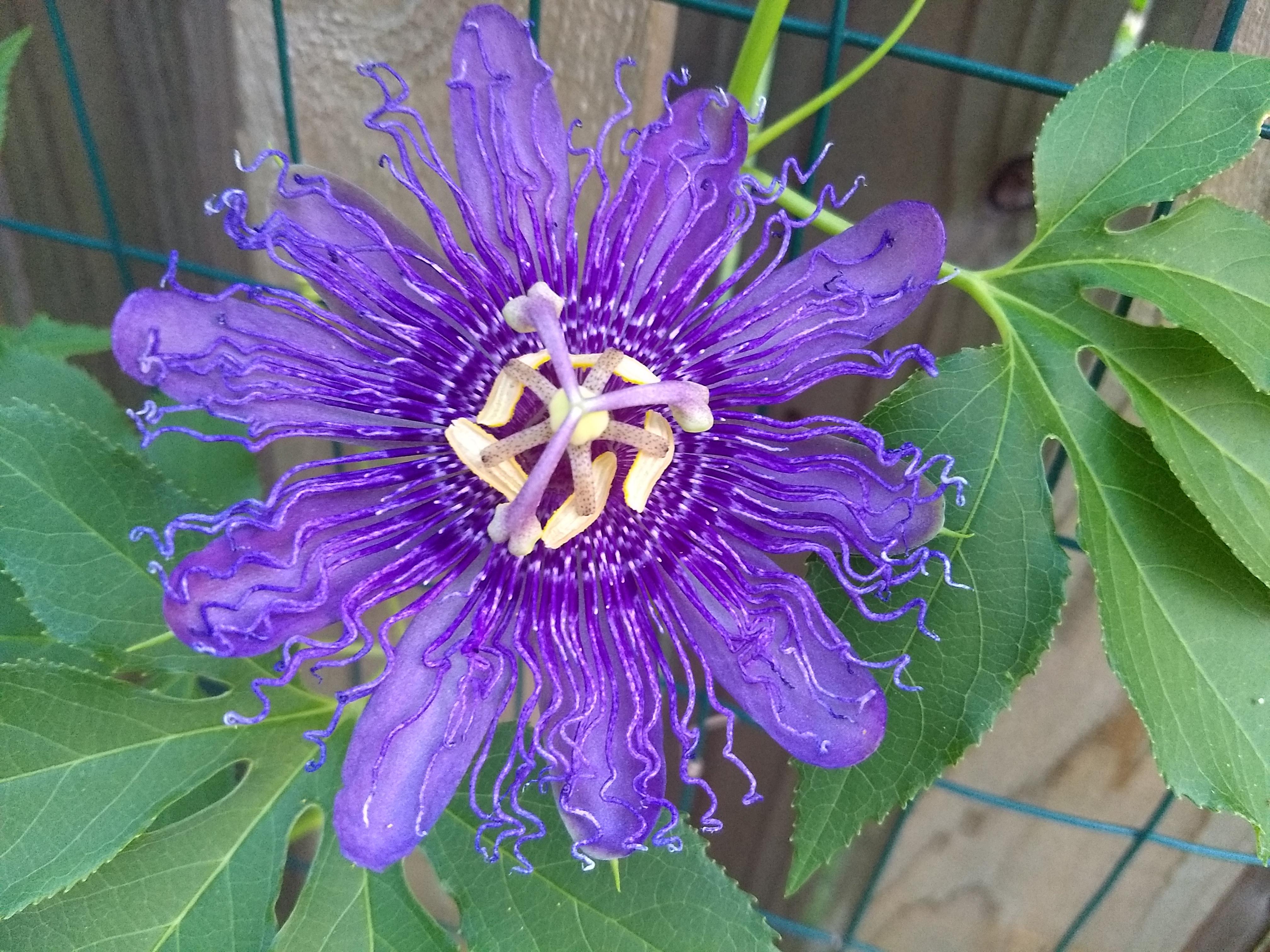 My Passion Flower r/flowers