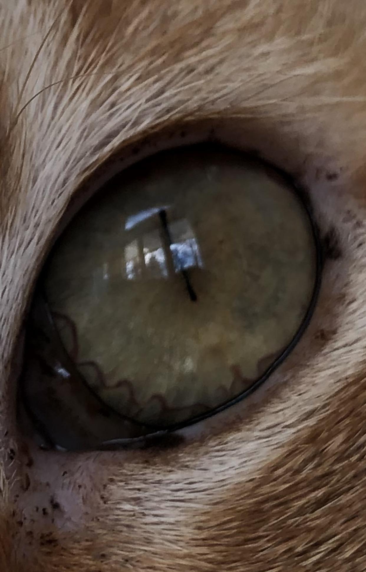 Close up of a cats eye, I thought those squiggles around the edge looked neat r/mildlyinteresting