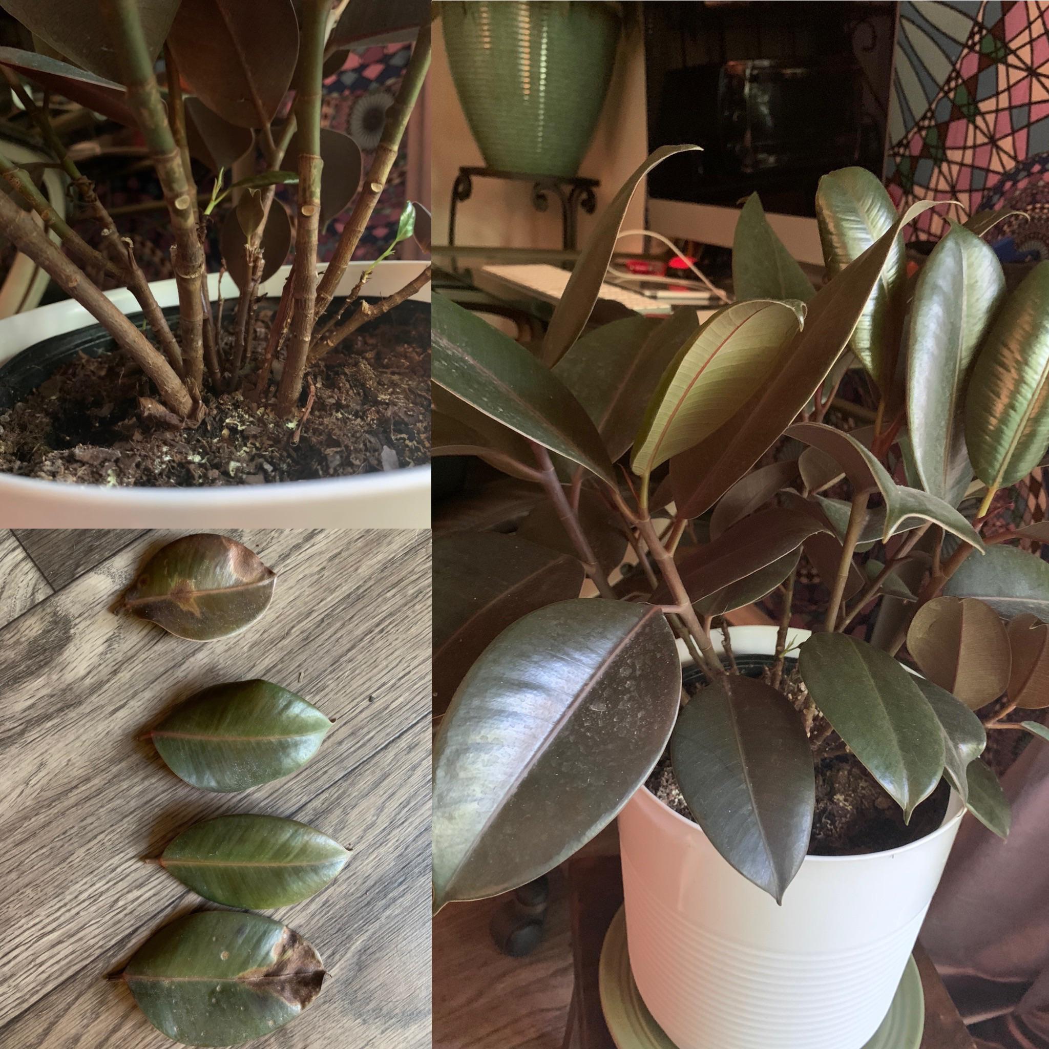 My Burgundy Rubber Tree is losing a lot of leaves lately. Any ideas why