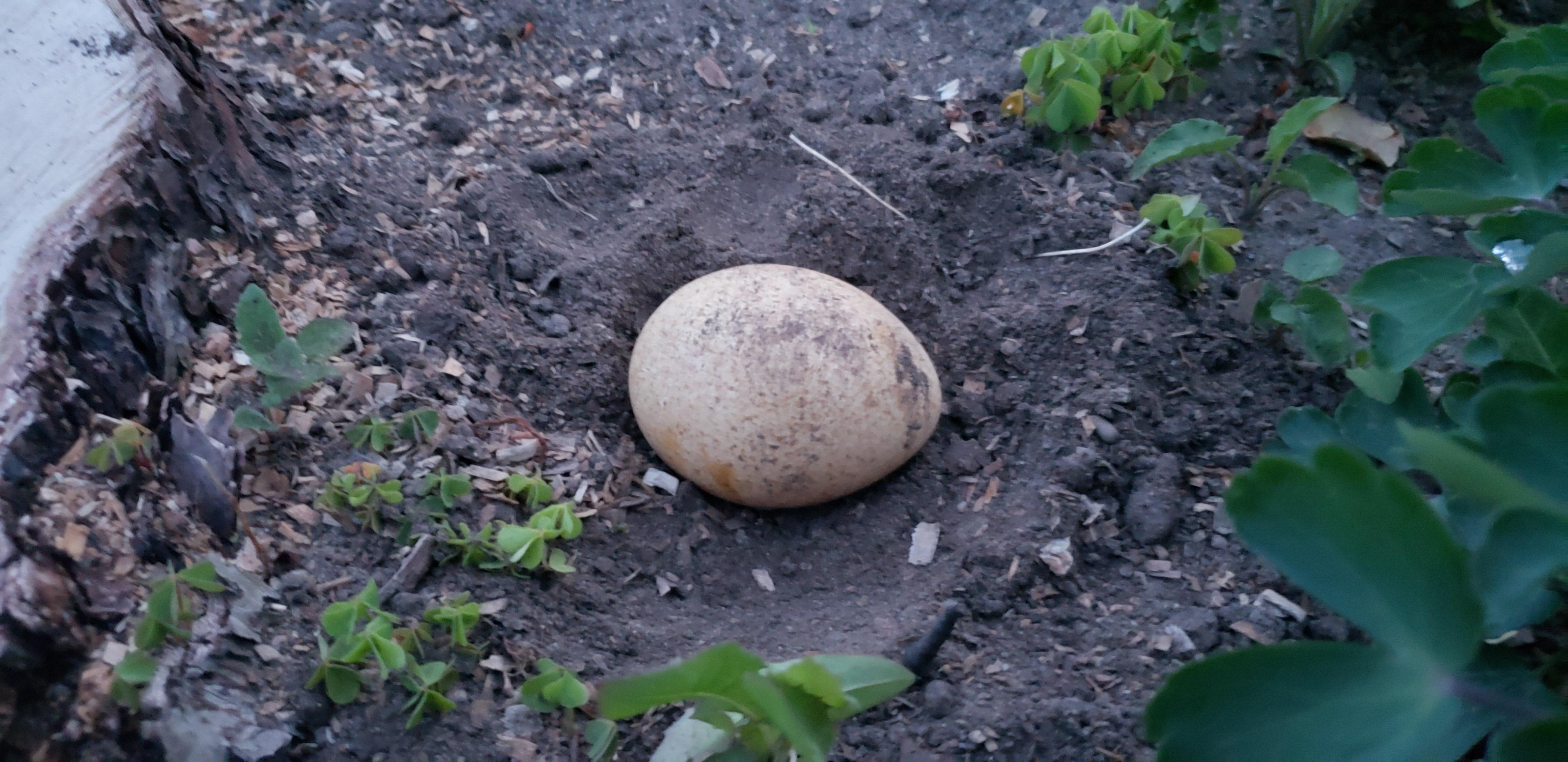 Found this egg somewhat buried in my front yard, any idea what bird