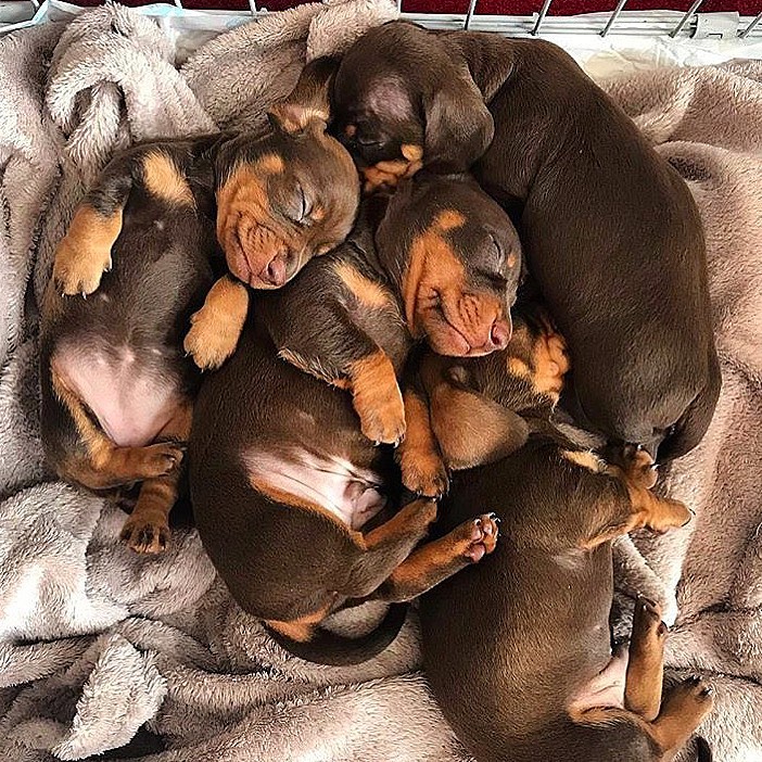 Dachshund puppies sleeping, they are so cute! r/dachshundbonus