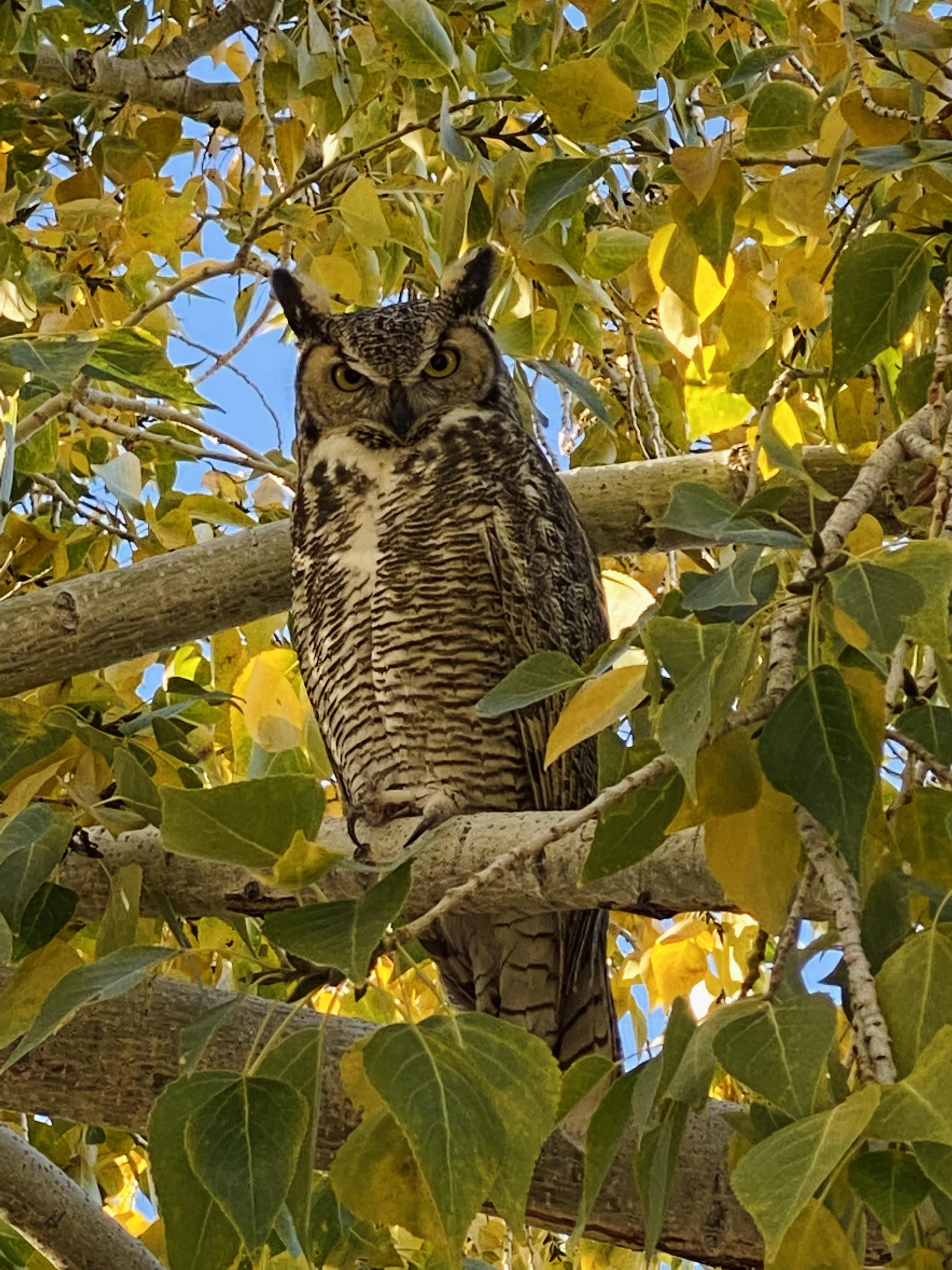 Got a pair of Great Horned owls nesting in our backyard. 🦉 🦉 r