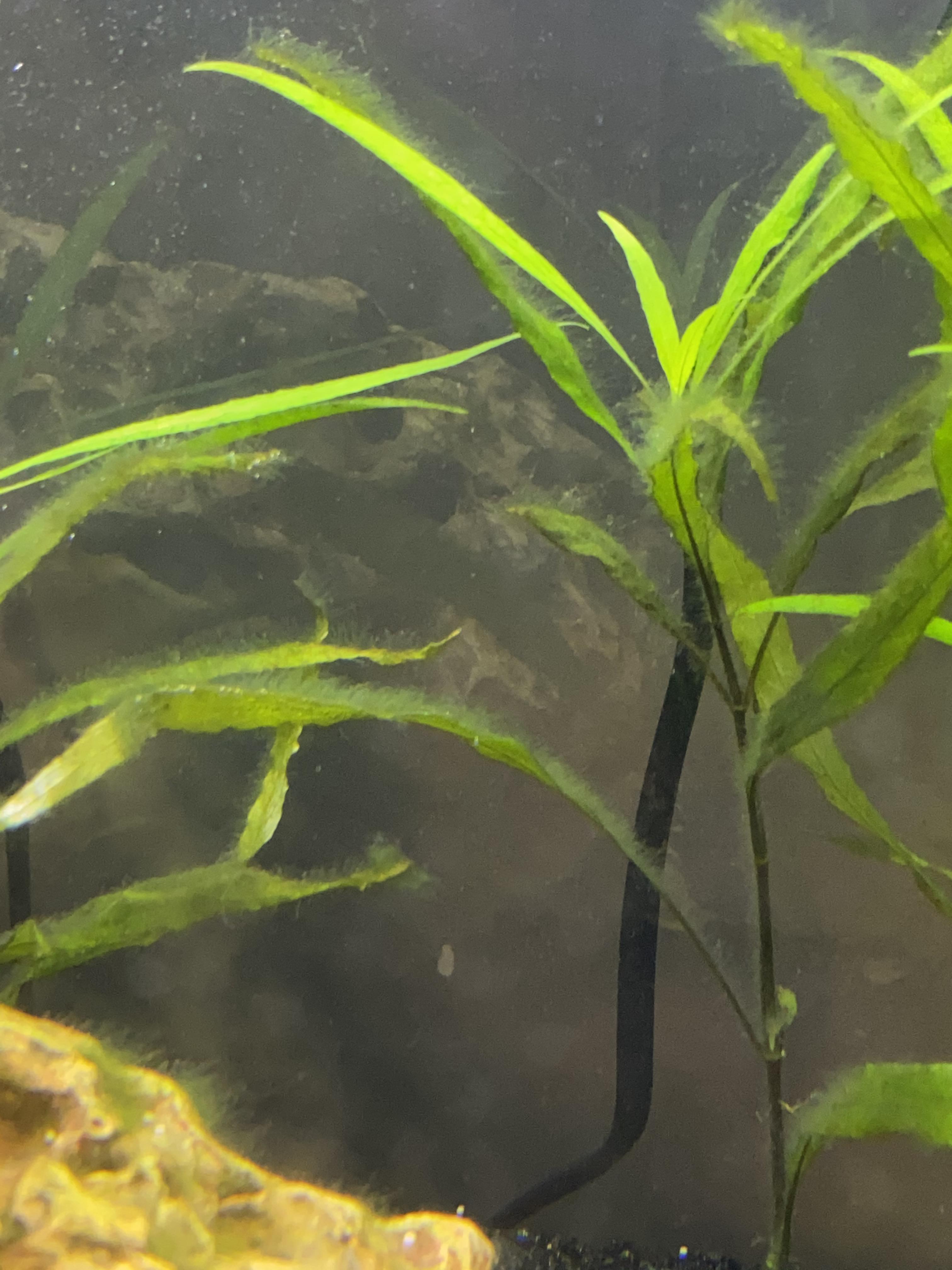 Help with green hair algae! Details in comments! r/PlantedTank