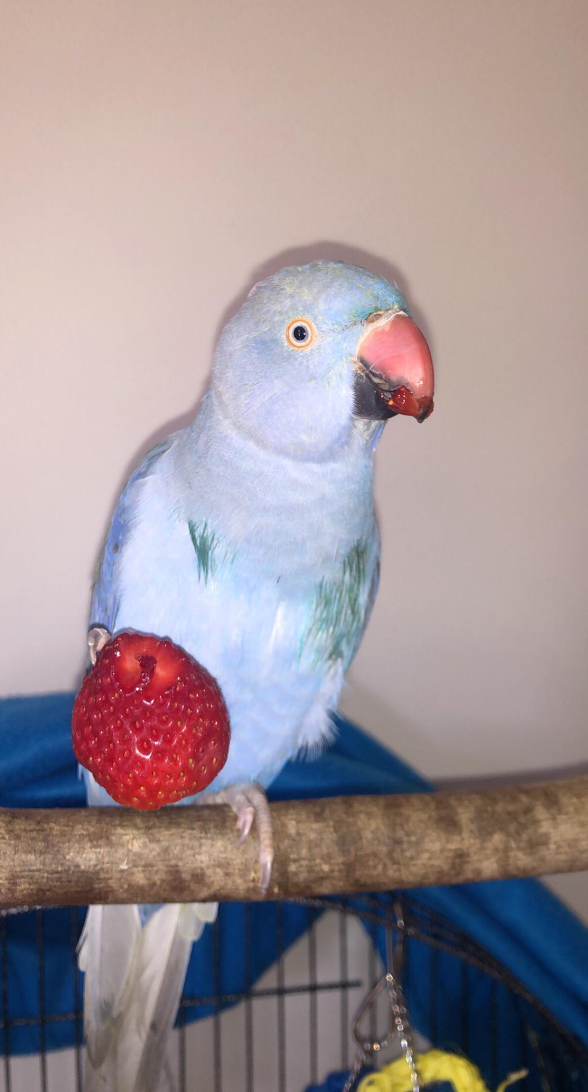 strawberry 🍓 r/parrots