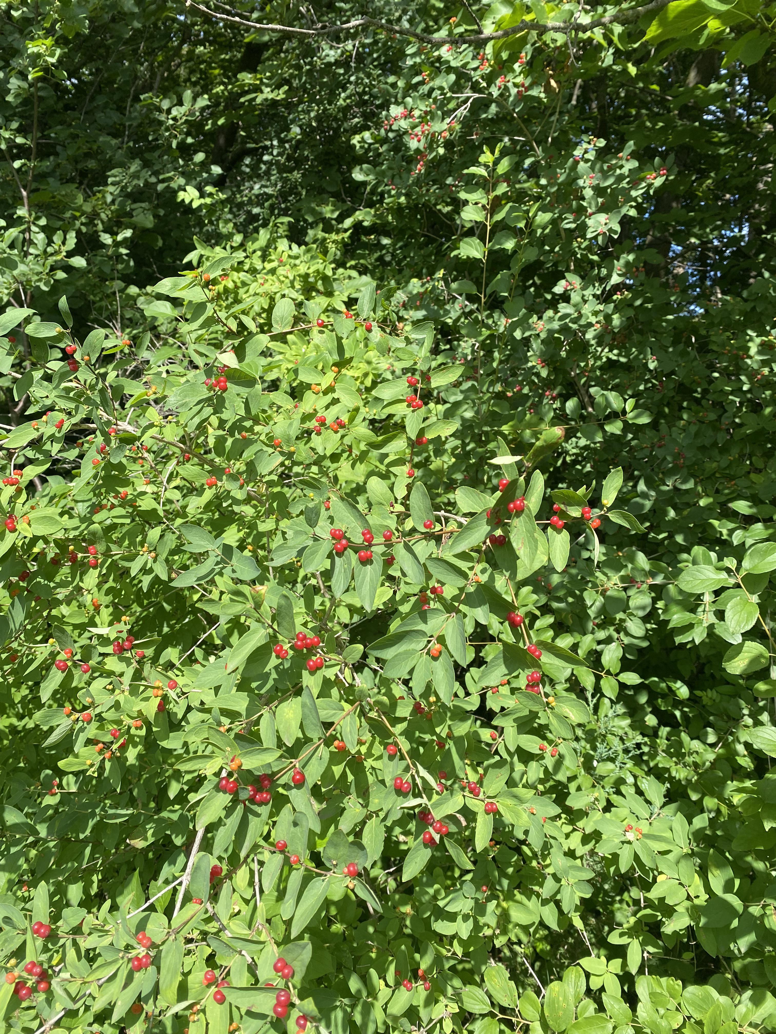 Edible or Not? Are these berries edible? I’m in Minnesota. I looked up similar images and