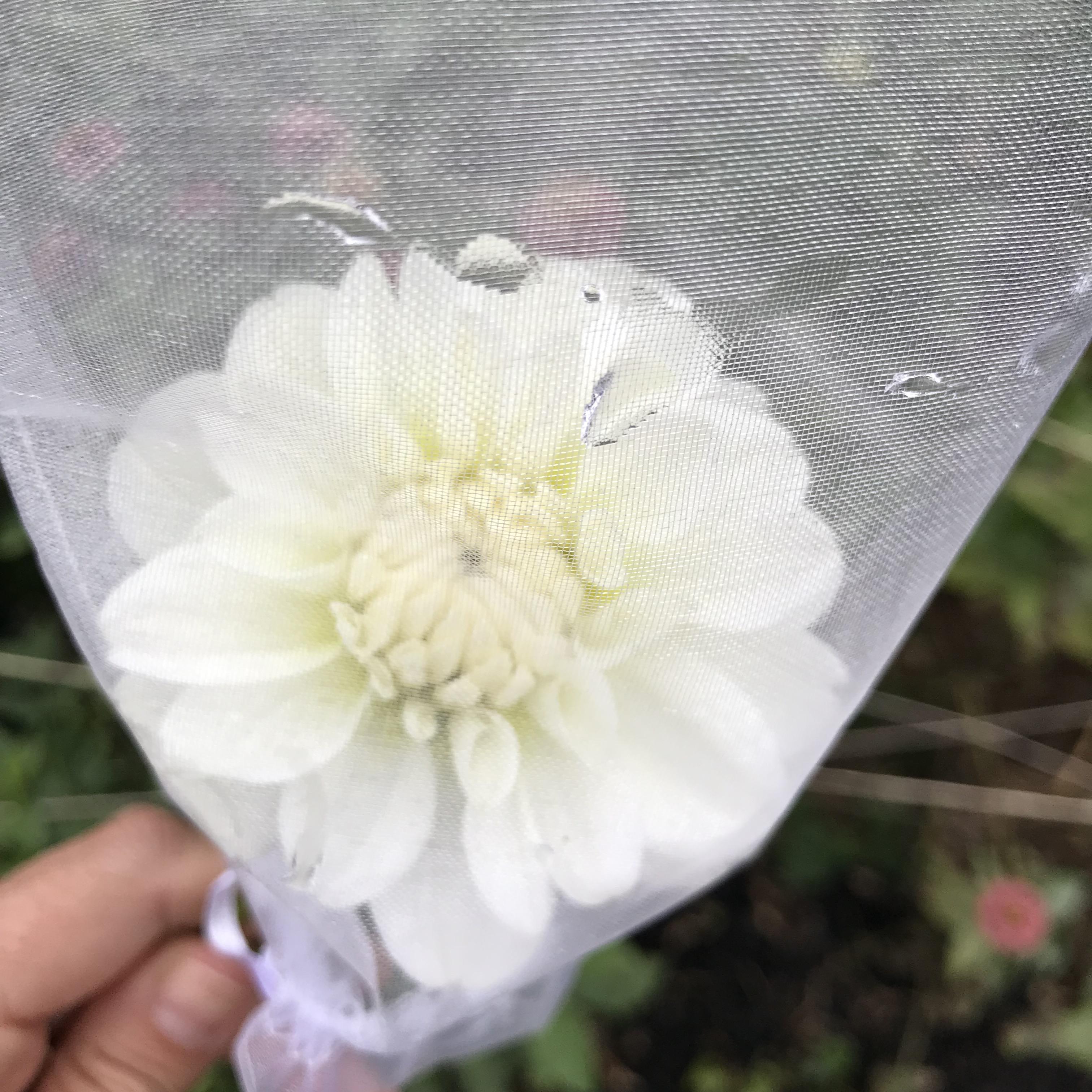 Bagging flower buds. I have a terrible cucumber beetle problem. Bought