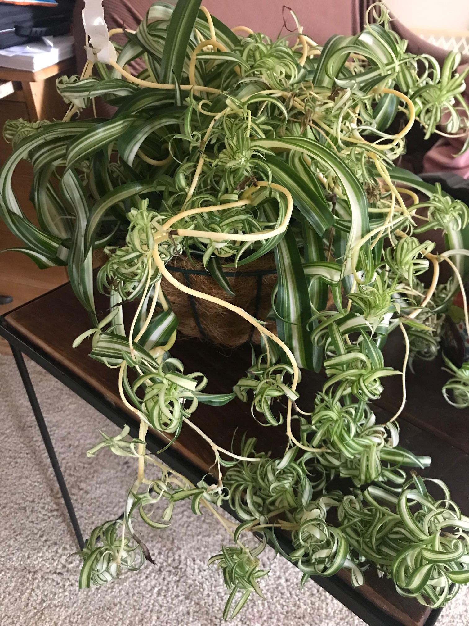 Curly Spider Plant for daughters Bday! Check out all the babies💕 r