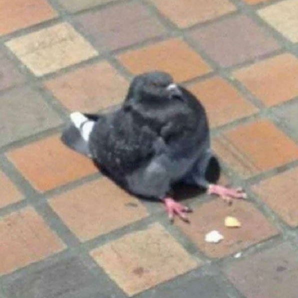 Here's a sitting pigeon for you r/Eyebleach