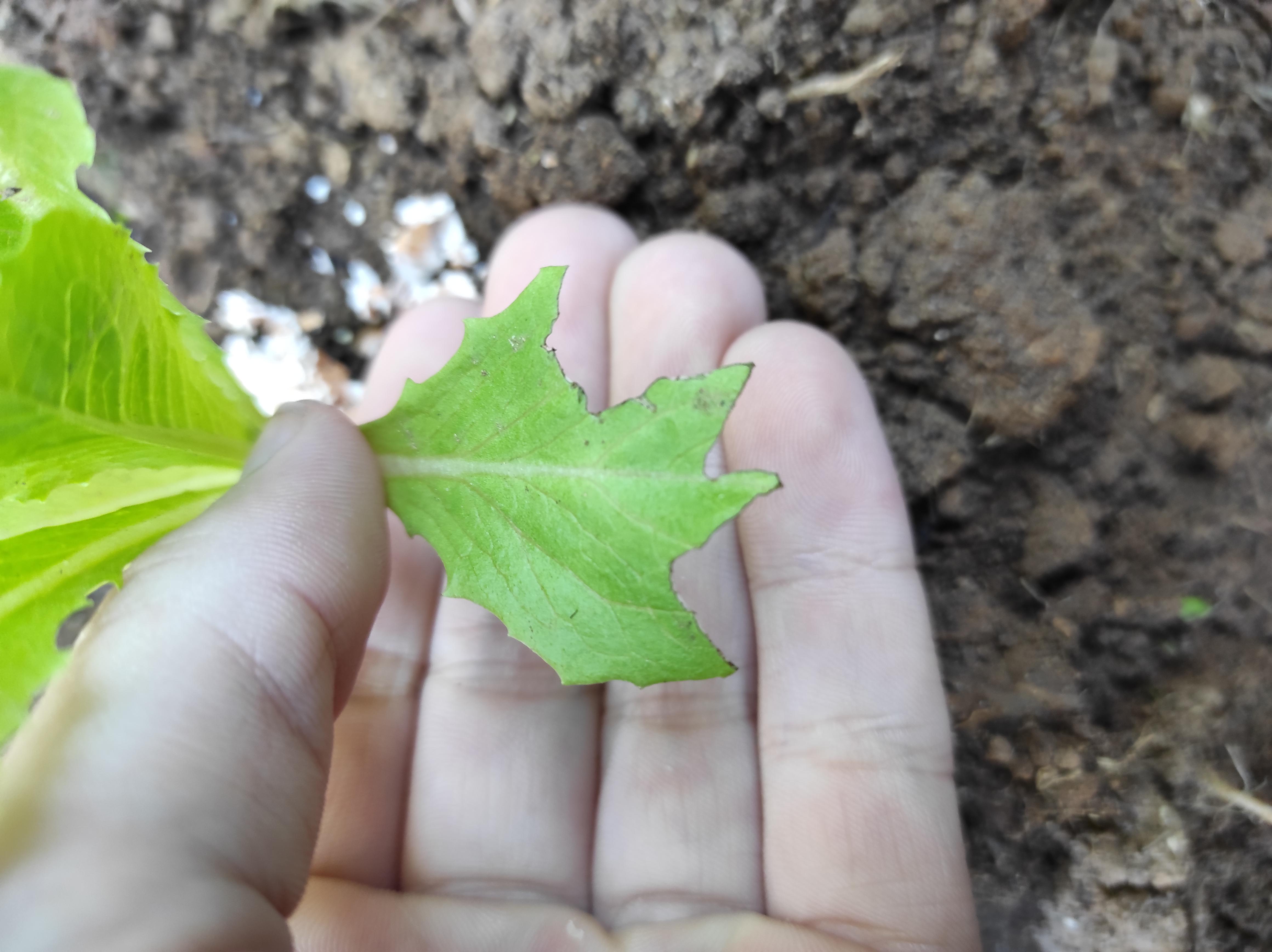 What could be eating my lettuce (more in the comments) r/gardening