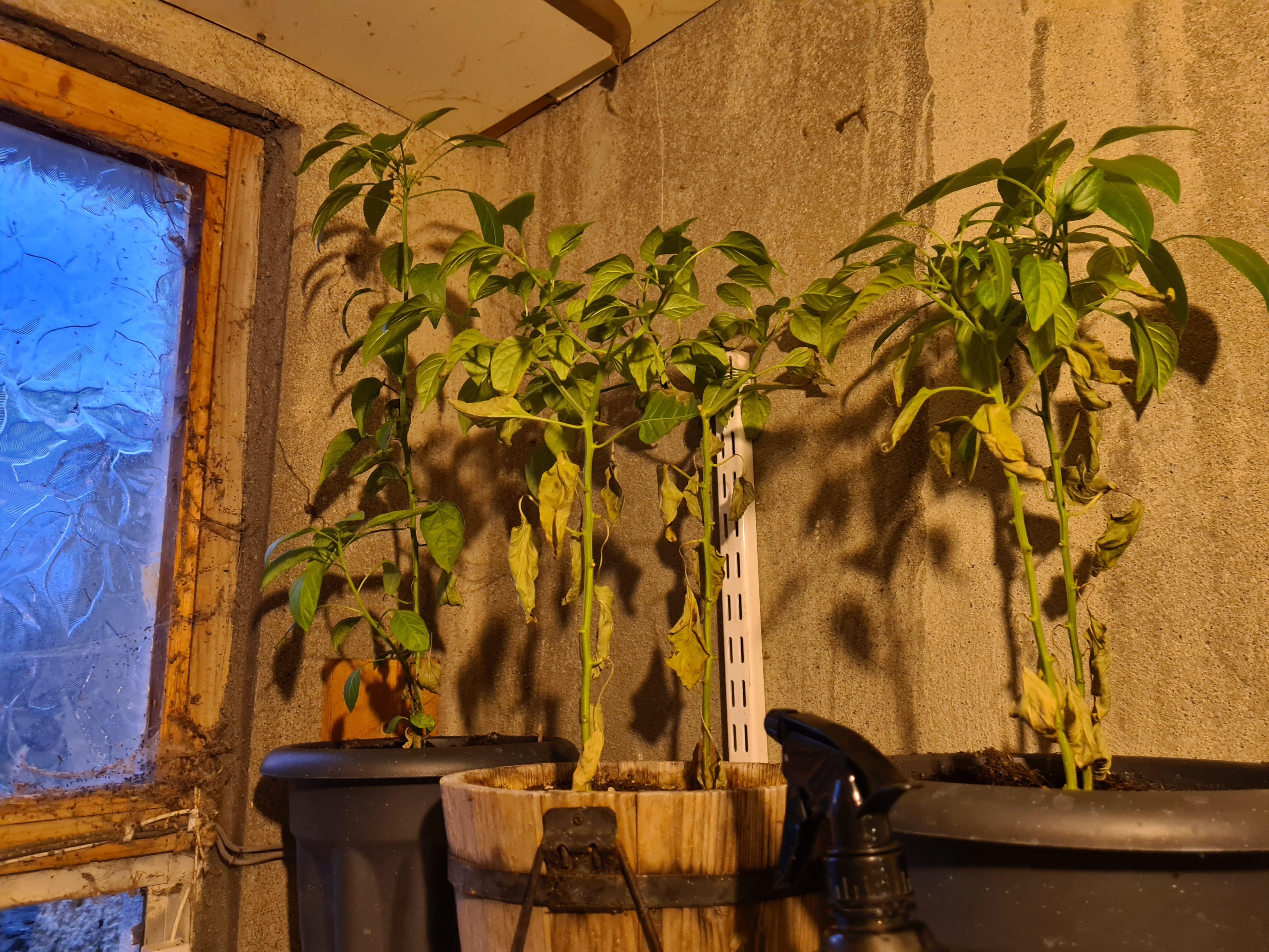 Why are my chilli plants losing leaves? r/HotPeppers