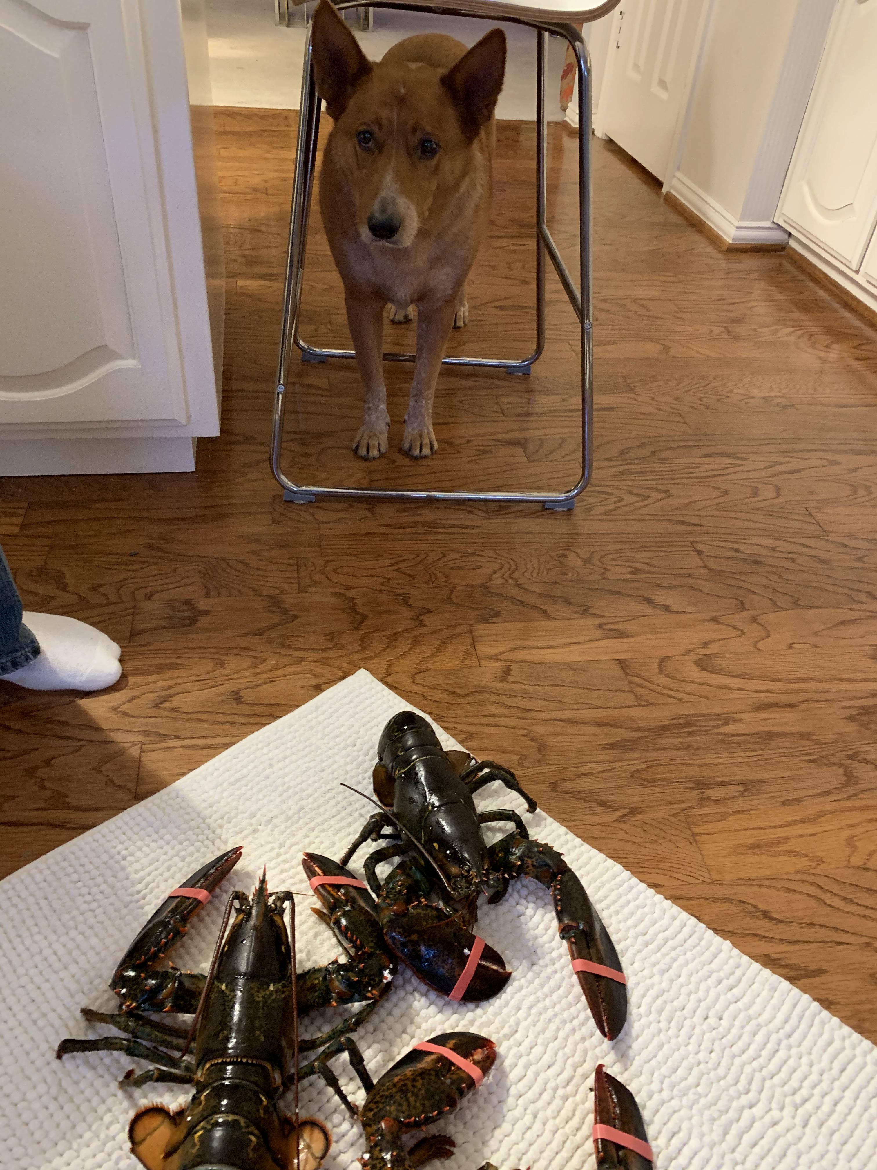My dog is still hesitant of lobsters r/funny