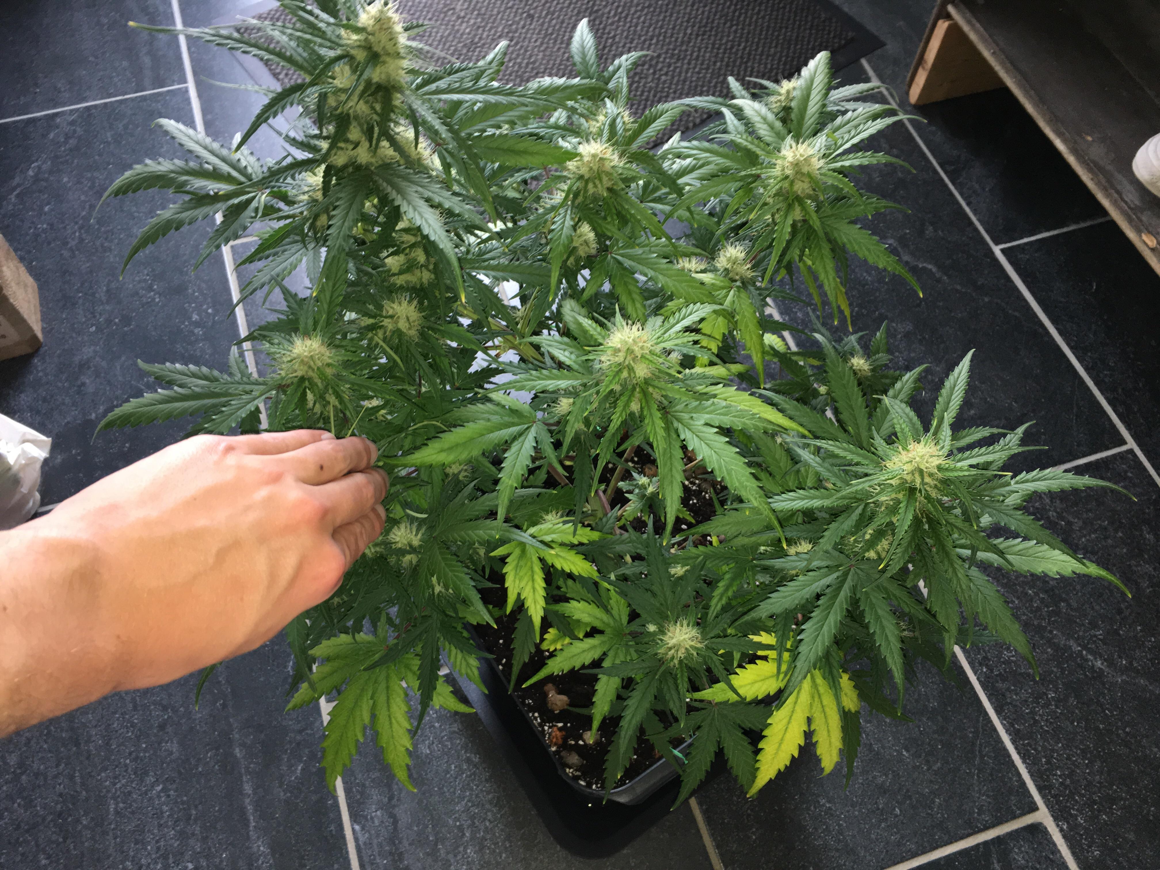 Pineapple Express Auto, day 49. Yellowing leaves, what does it tell me