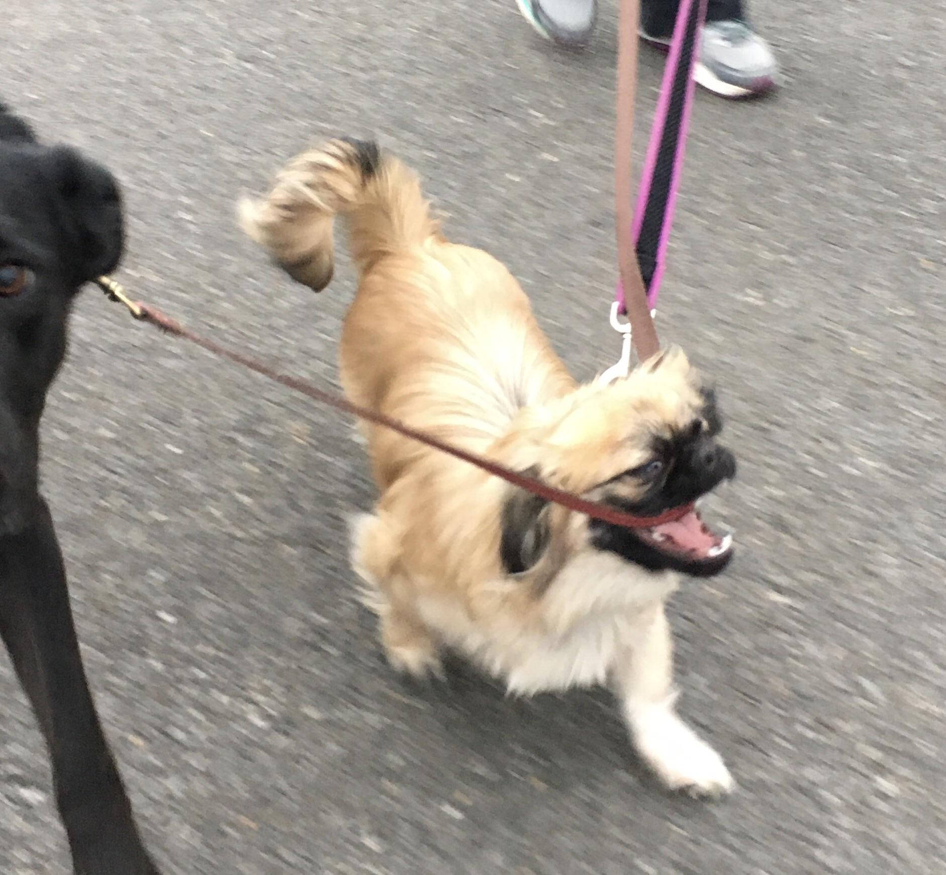 PsBattle dog chokes on leash