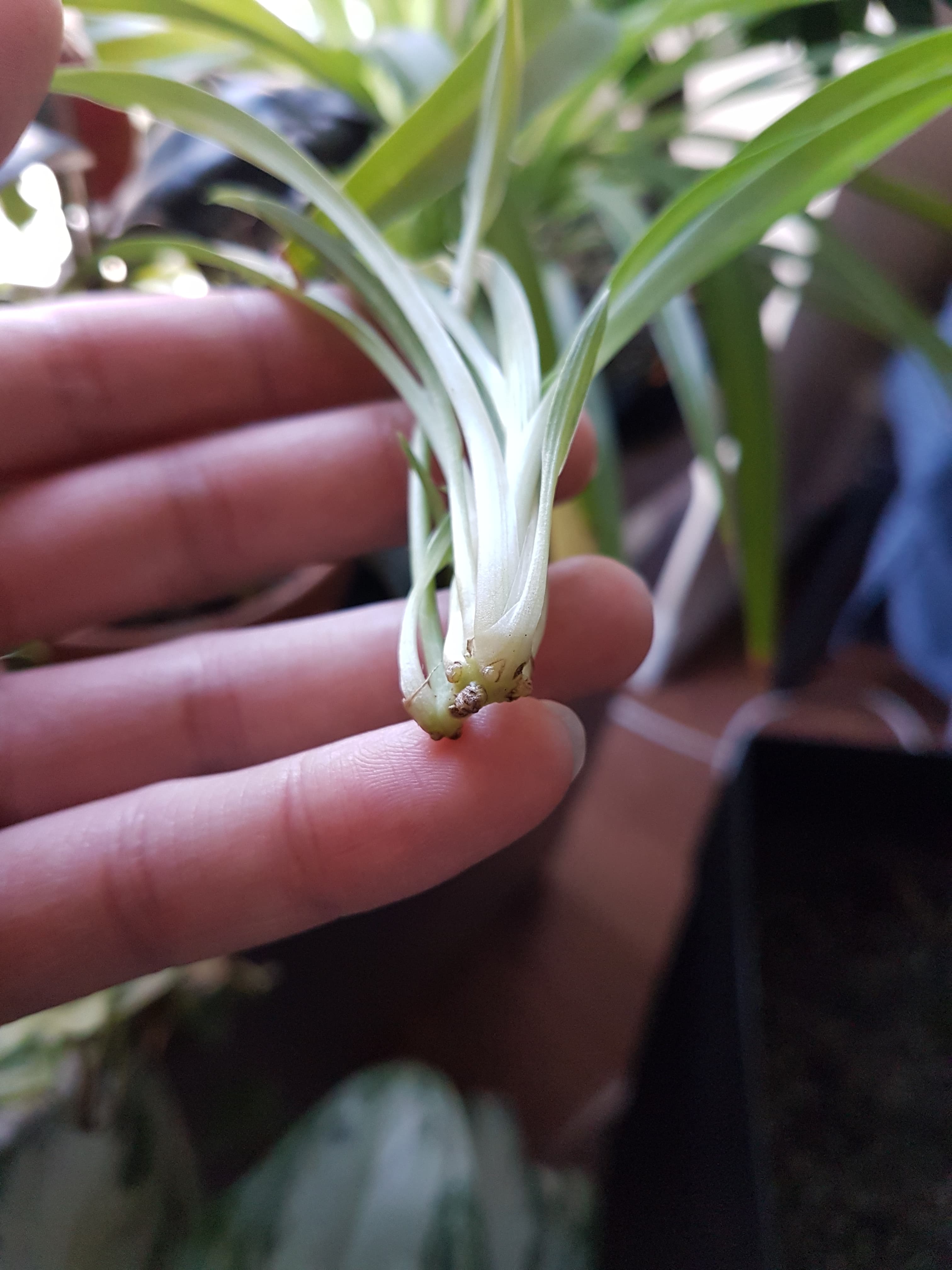 Here is one of my spider plant babies. Should I leave it until the roots grow longer or is it