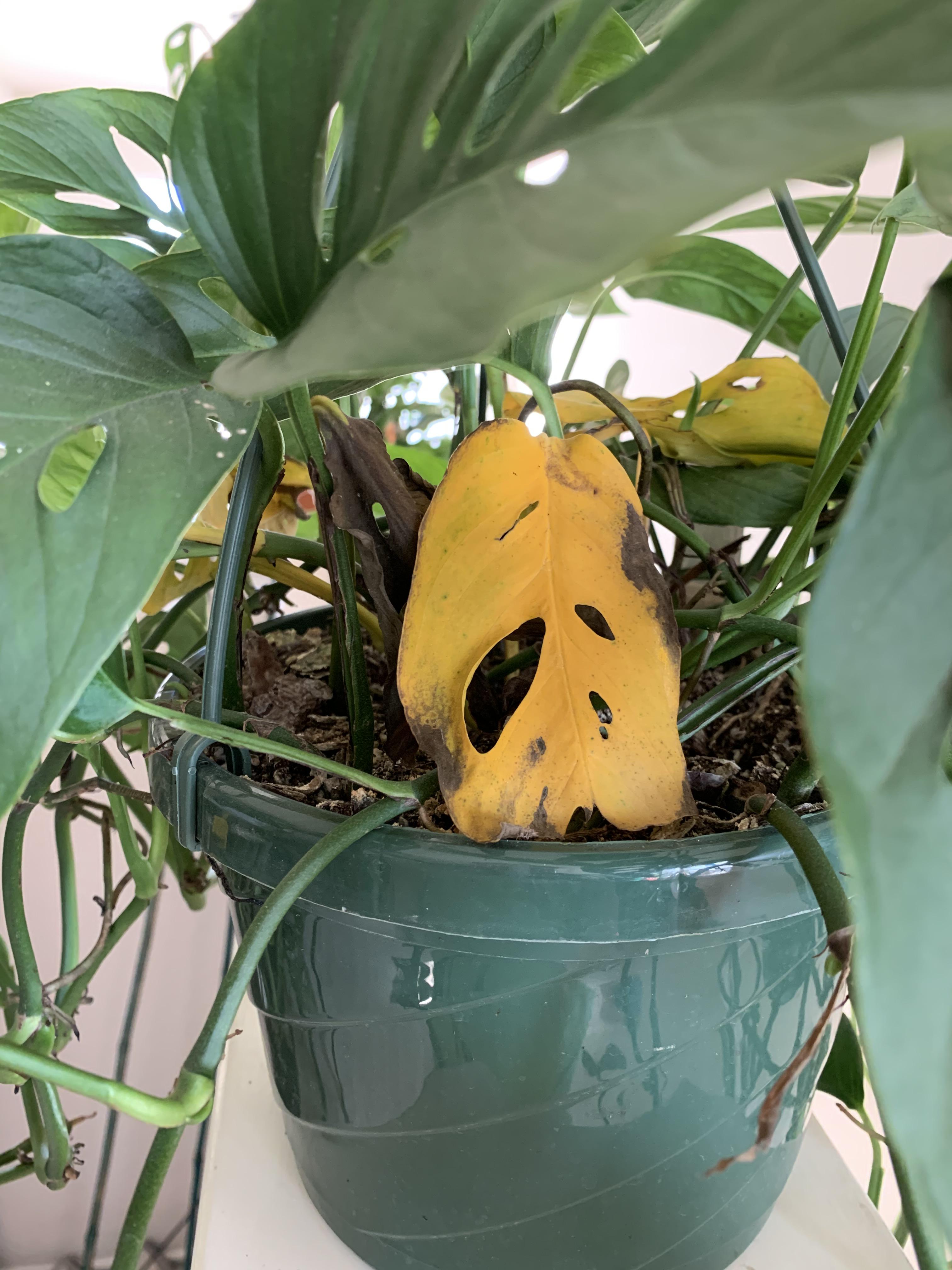 My Swiss Cheese plant keeps getting yellow leaves and I’m not sure why