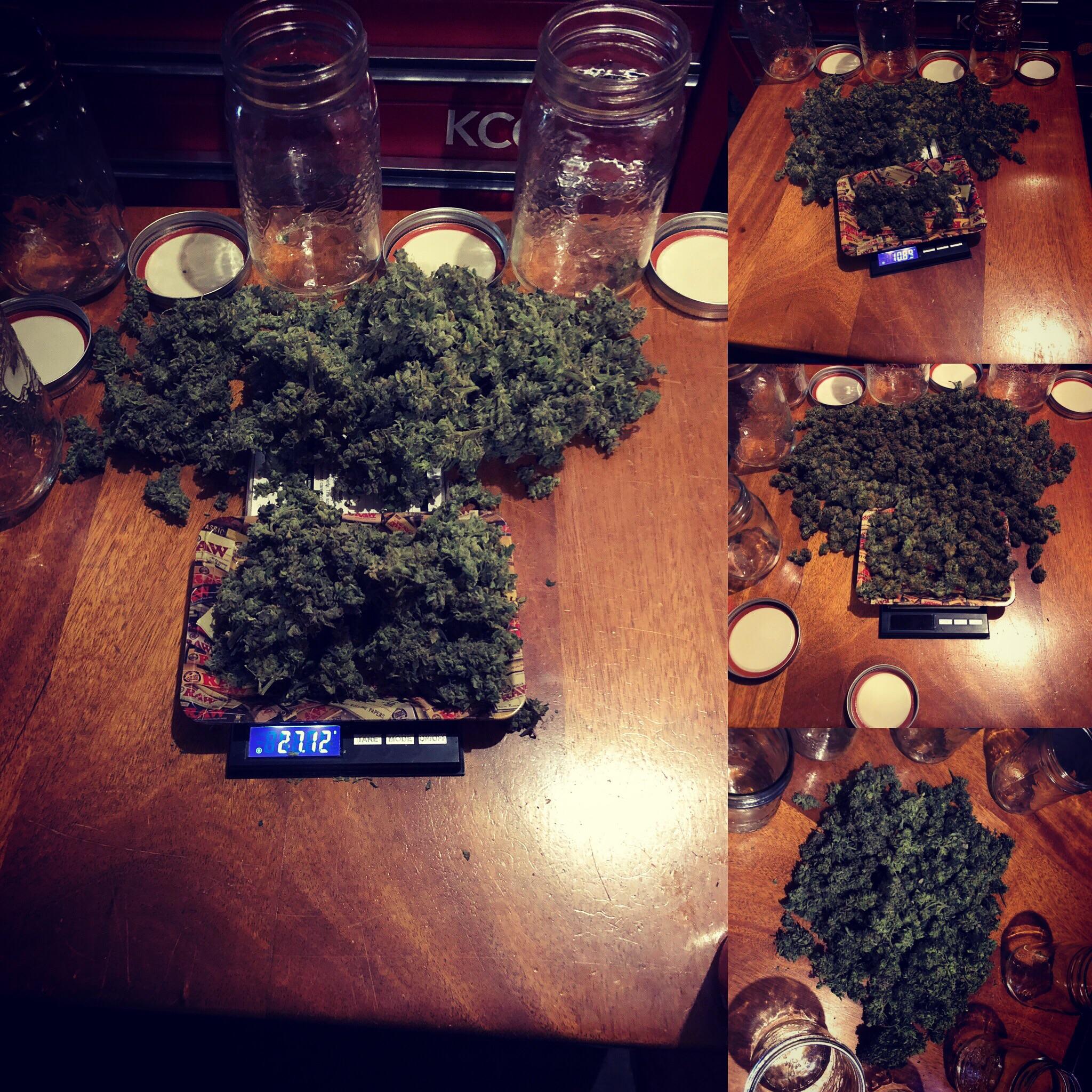 Deep Water Culture Hydro 4Pot. 1 Northern Lights Auto by Cunuk Seeds