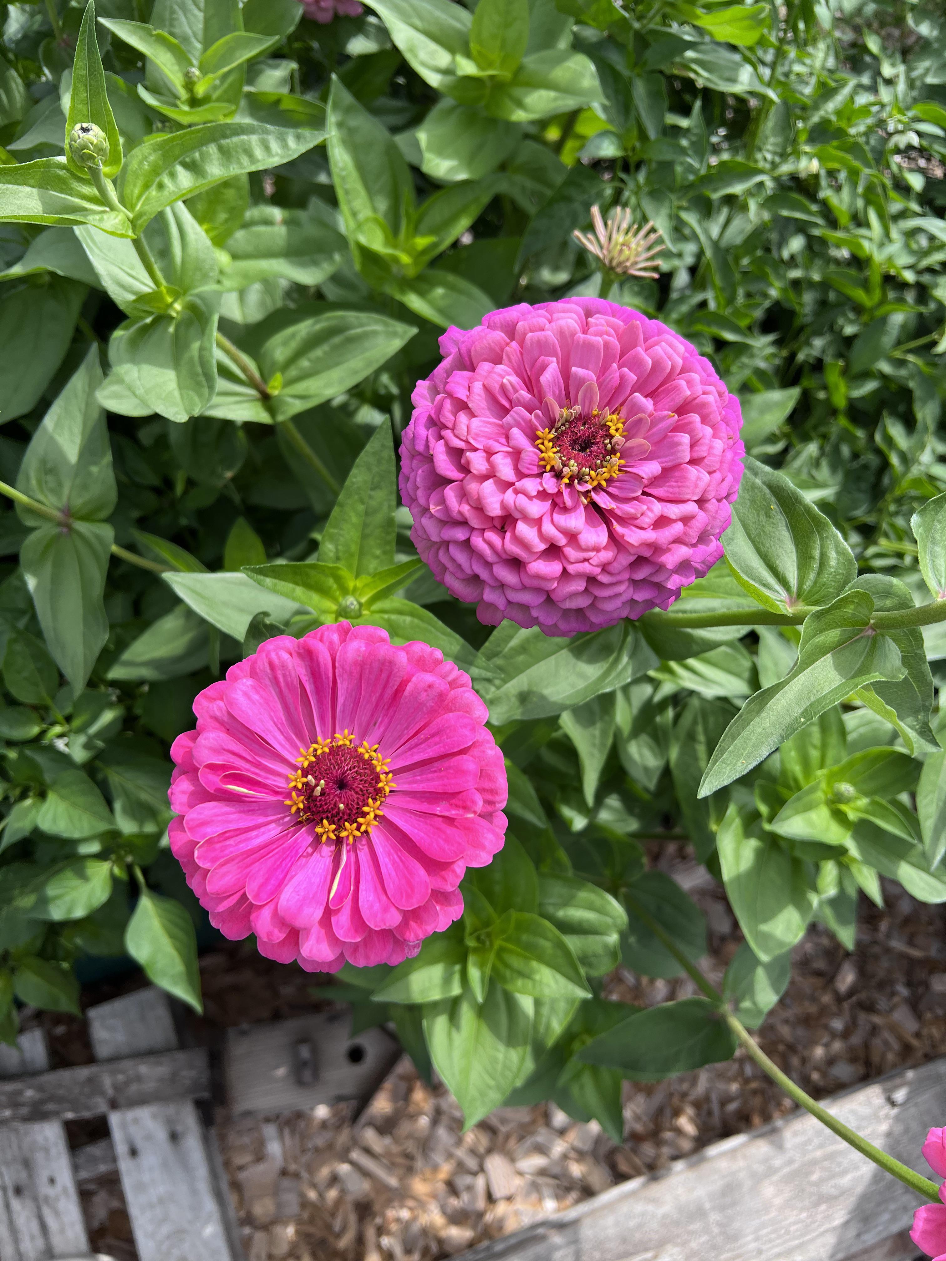 Love these illumination zinnias from Baker Creek! They almost look fake