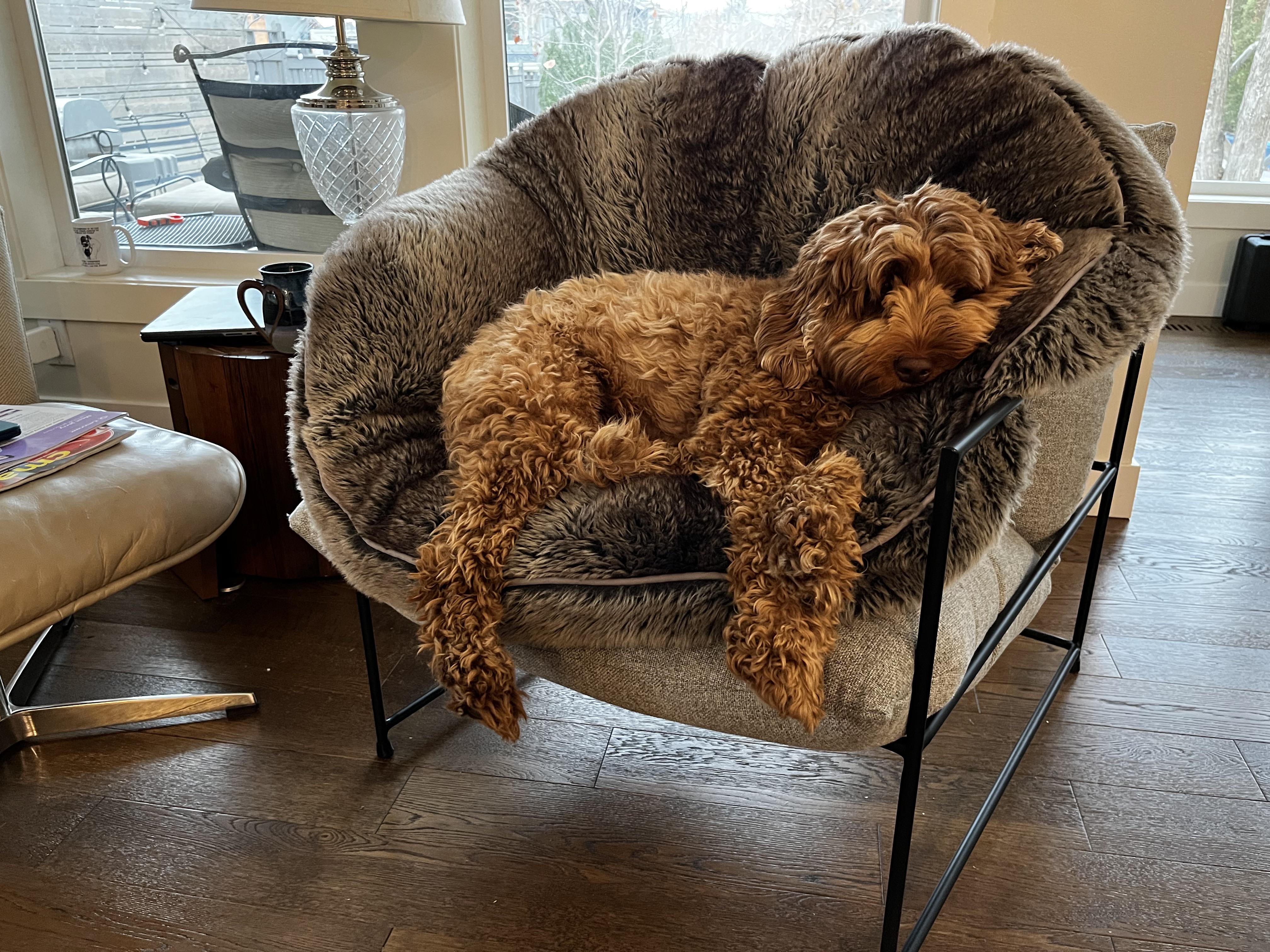 Her bed was put on the chair while we were sweeping. 4 hours later, she