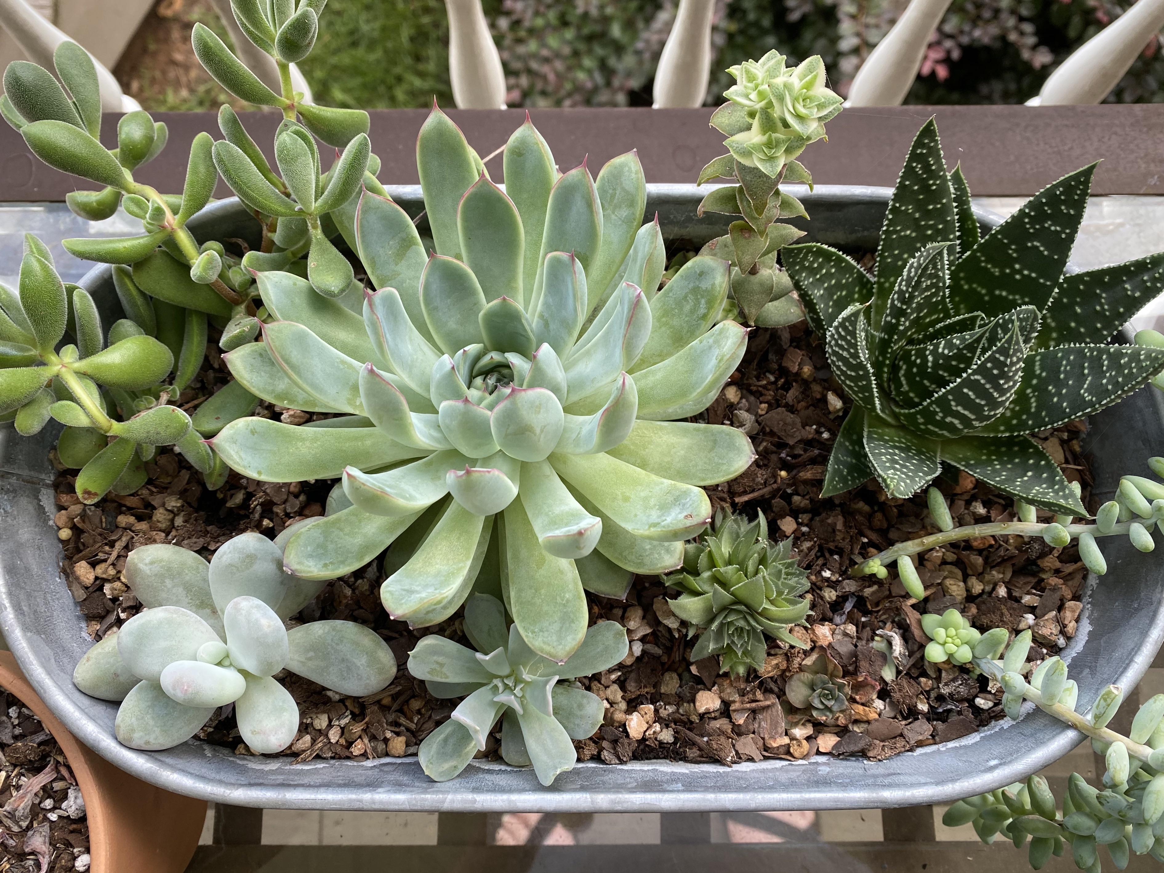 Is this getting too crowded?? The big guy grew way fast. r/succulents