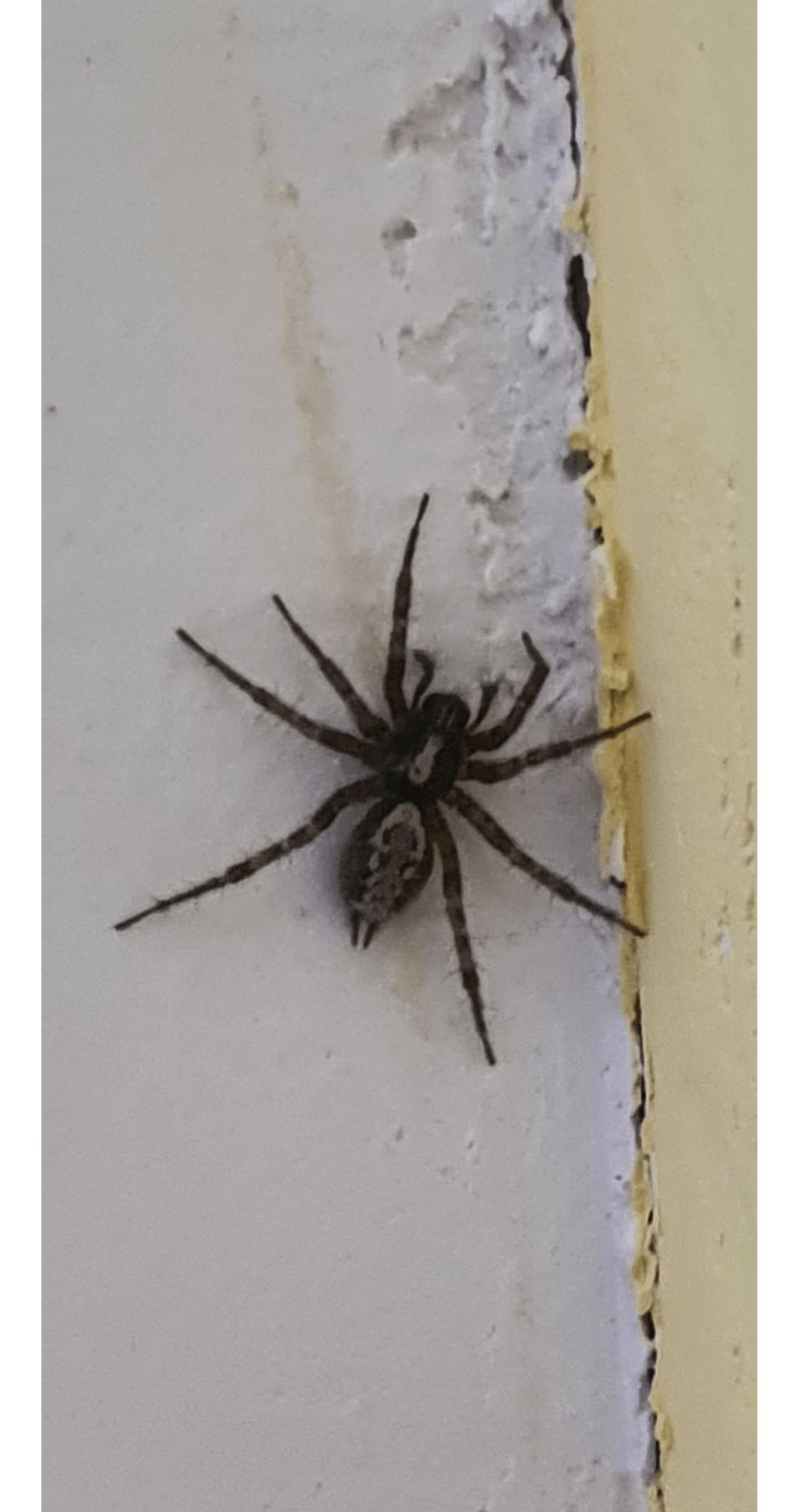 what kind of spider is it? : r/spiders