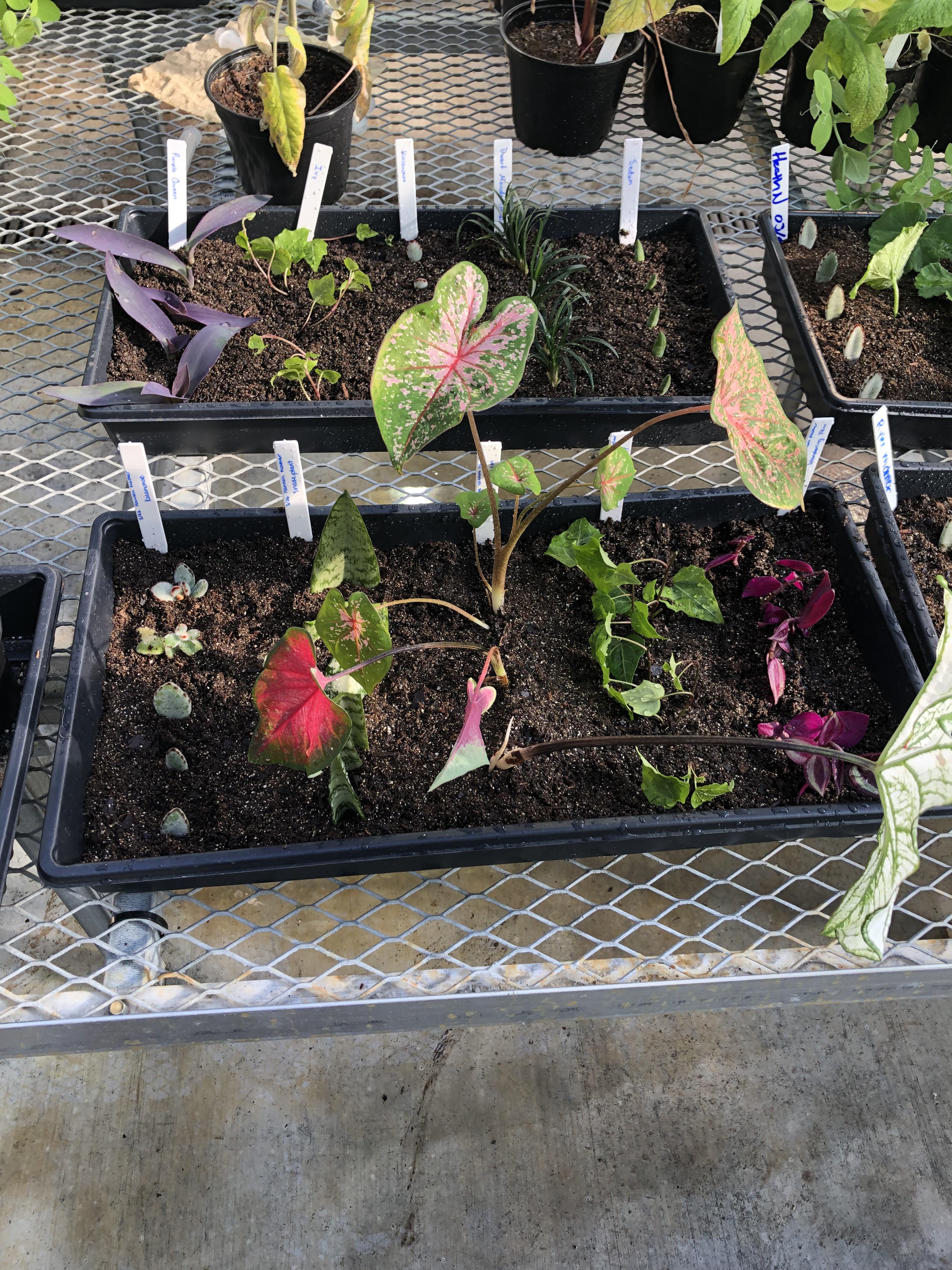 A bunch of new plant babies on the way! r/Horticulture