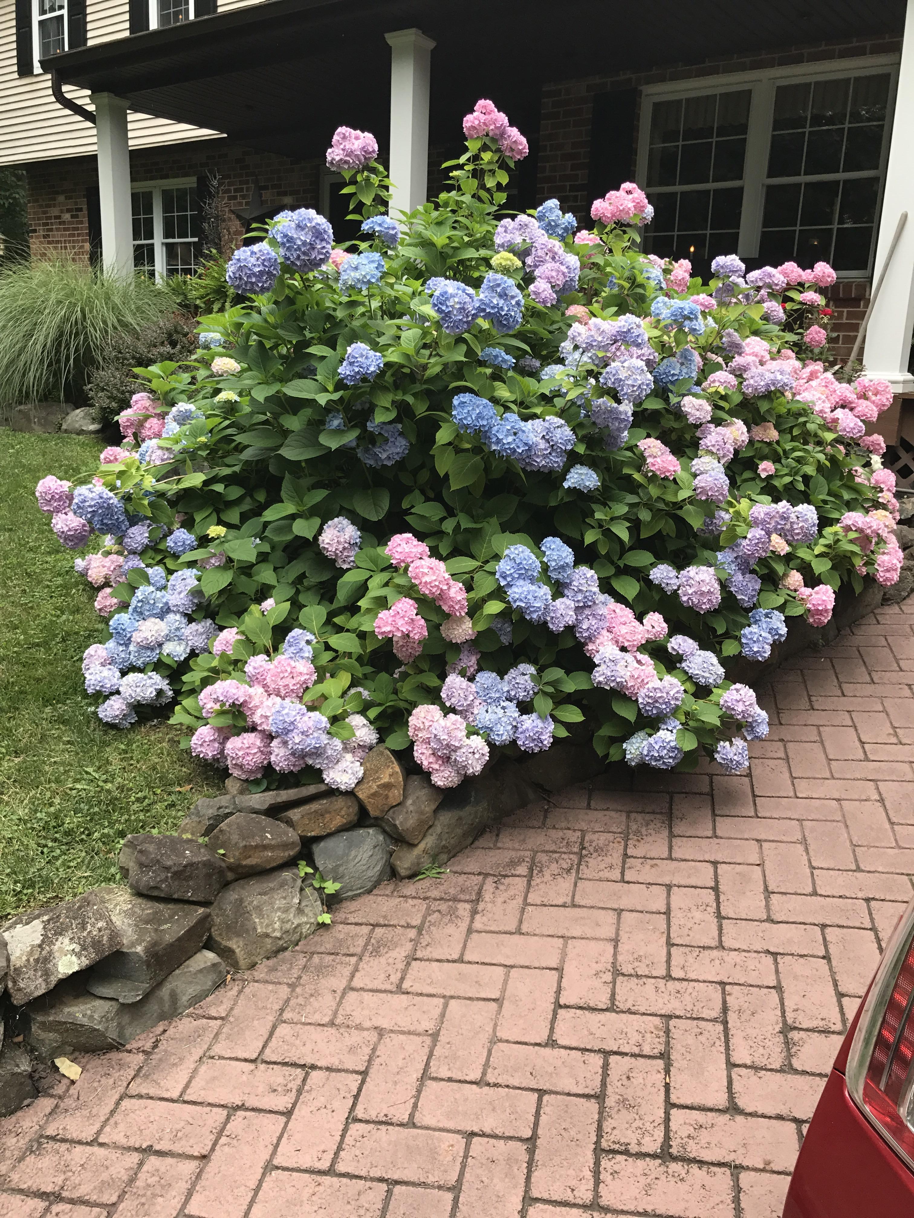 My grammy's stunning hydrangea bush she's so proud of r/gardening