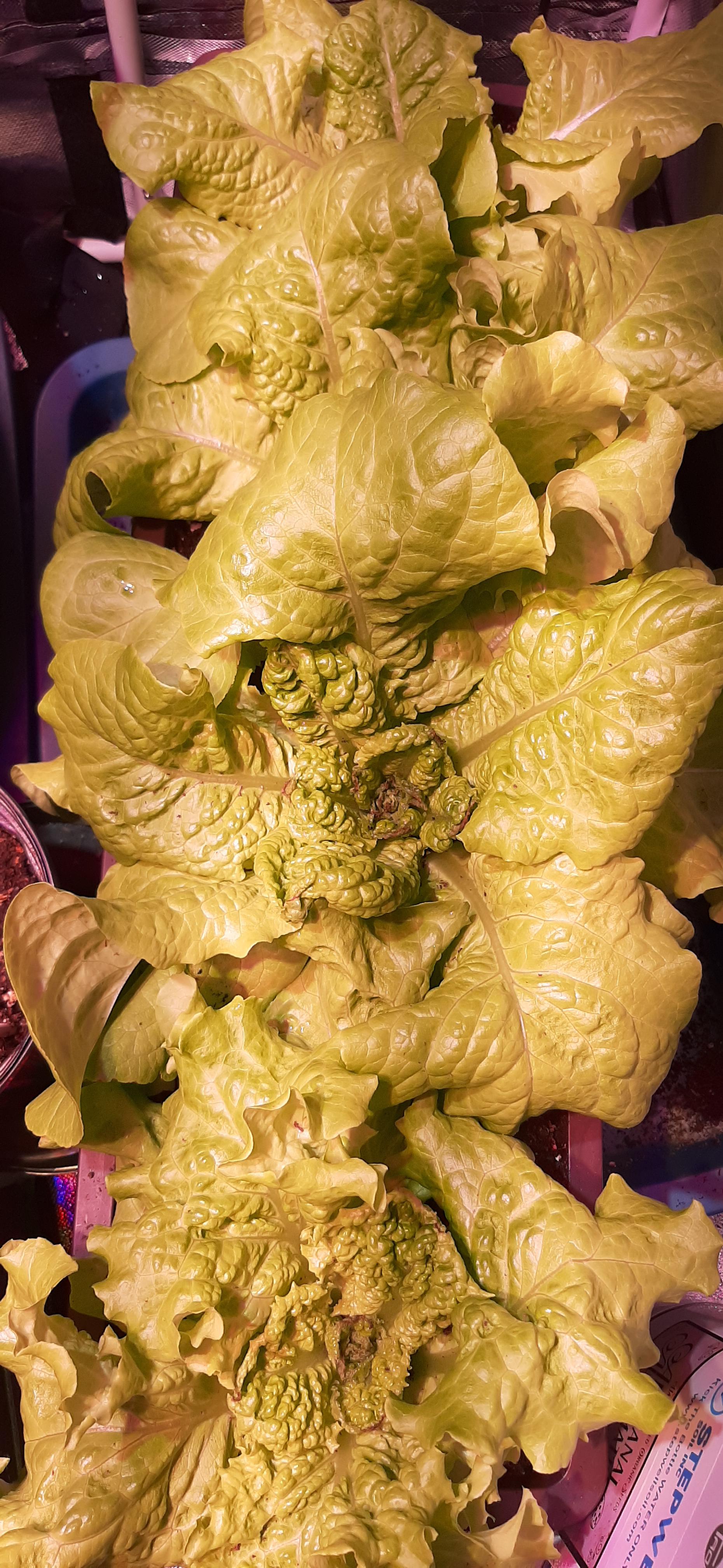 Why is the hearth of my lettuces dying? r/gardening